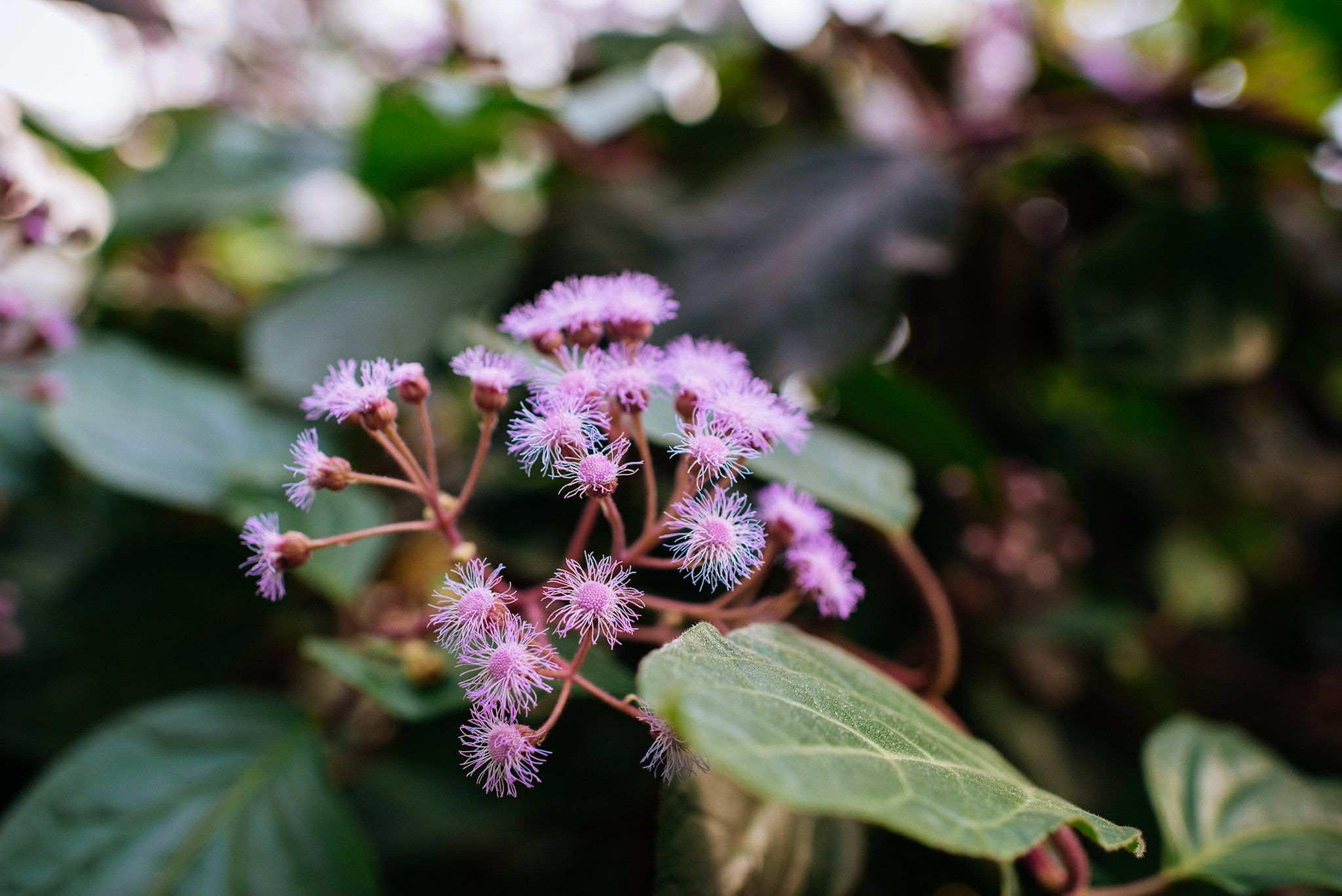 Ботанический сад. Субтропический маршрут. Март 26. Репортажный фотограф в Санкт-Петербурге Анастасия Клёпова
