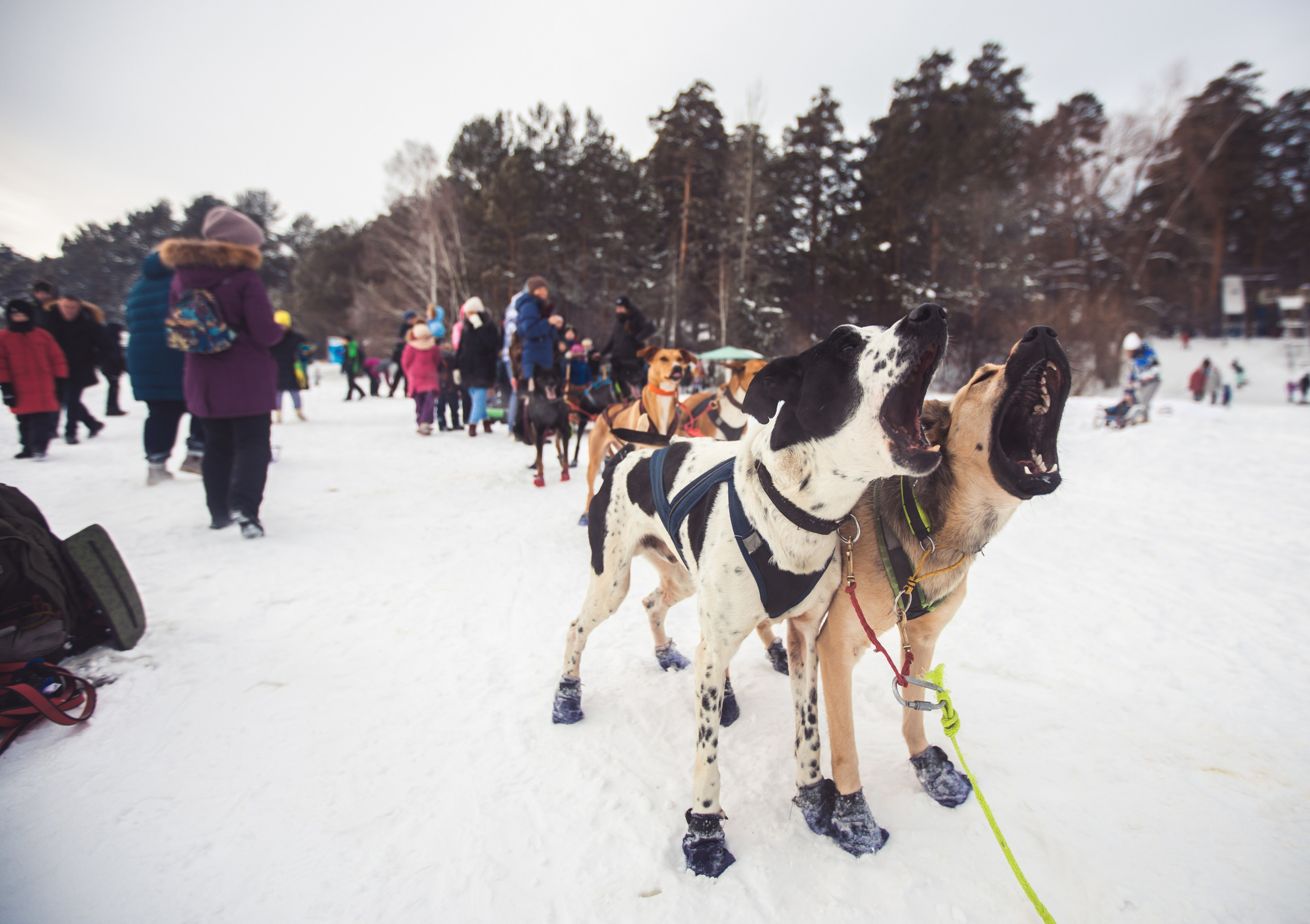 Фестивали. Репортажный и свадебный фотограф в Новосибирске Марина Красавина