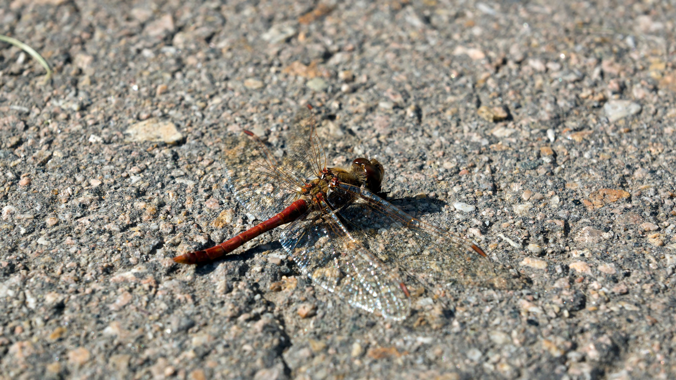 Астана. Фотограф-путешественник Самойлов Максим «Sly Fox»