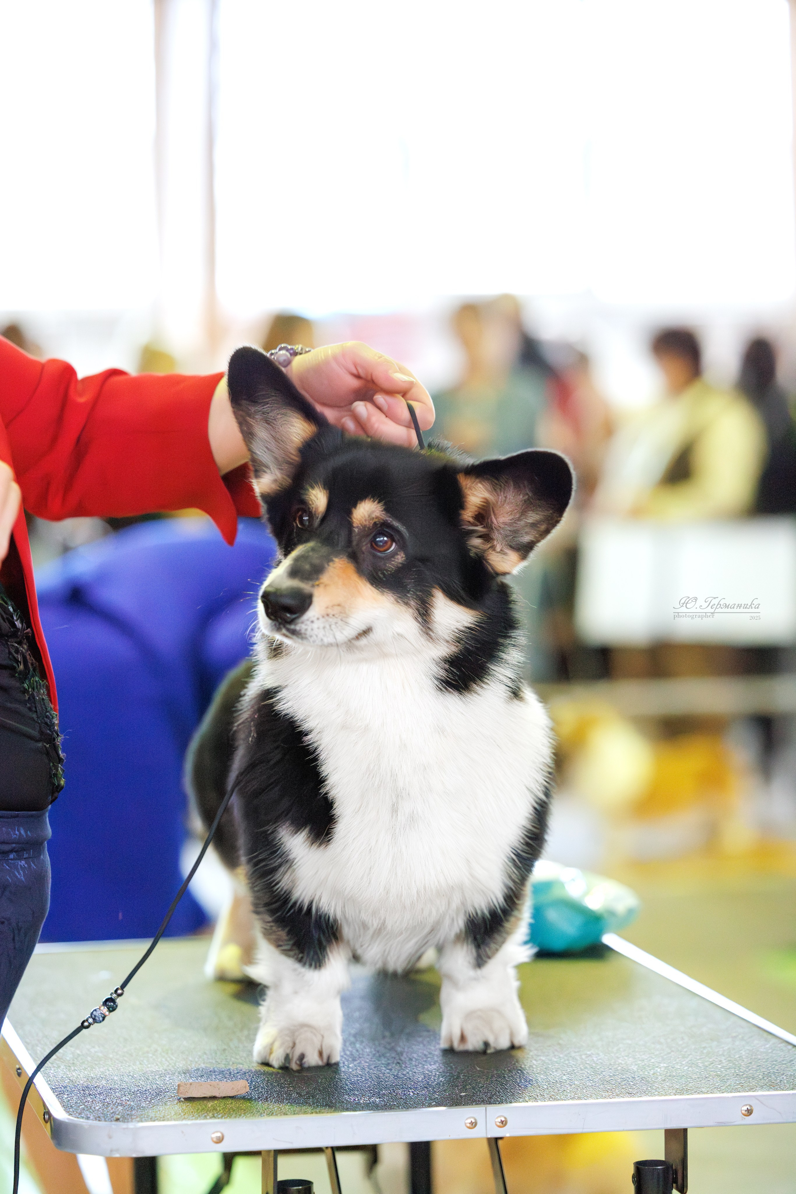Тверь 21.12.2025. Фотограф-анималист Юлия Германика