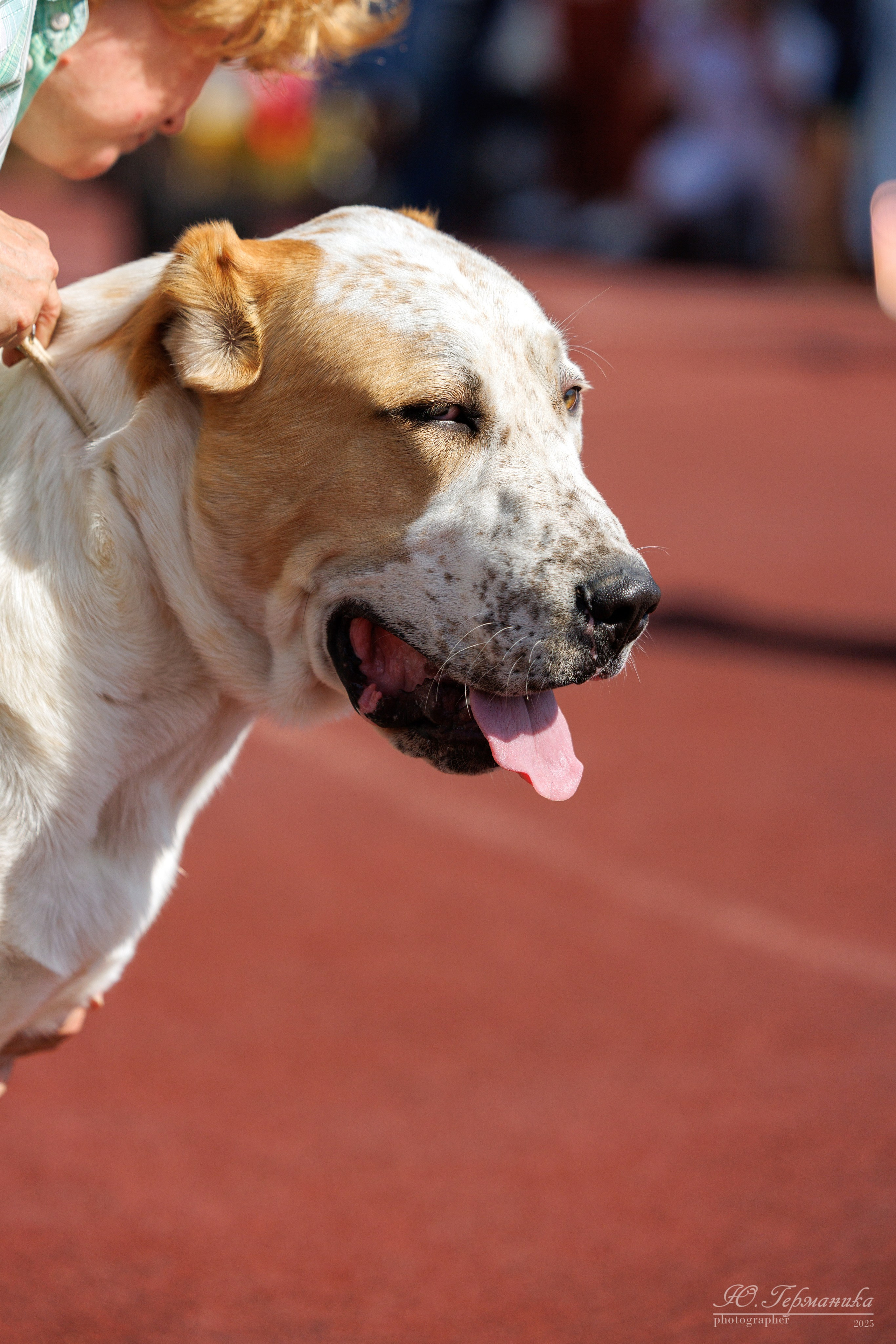 Коломна 30.08.2025. Фотограф-анималист Юлия Германика