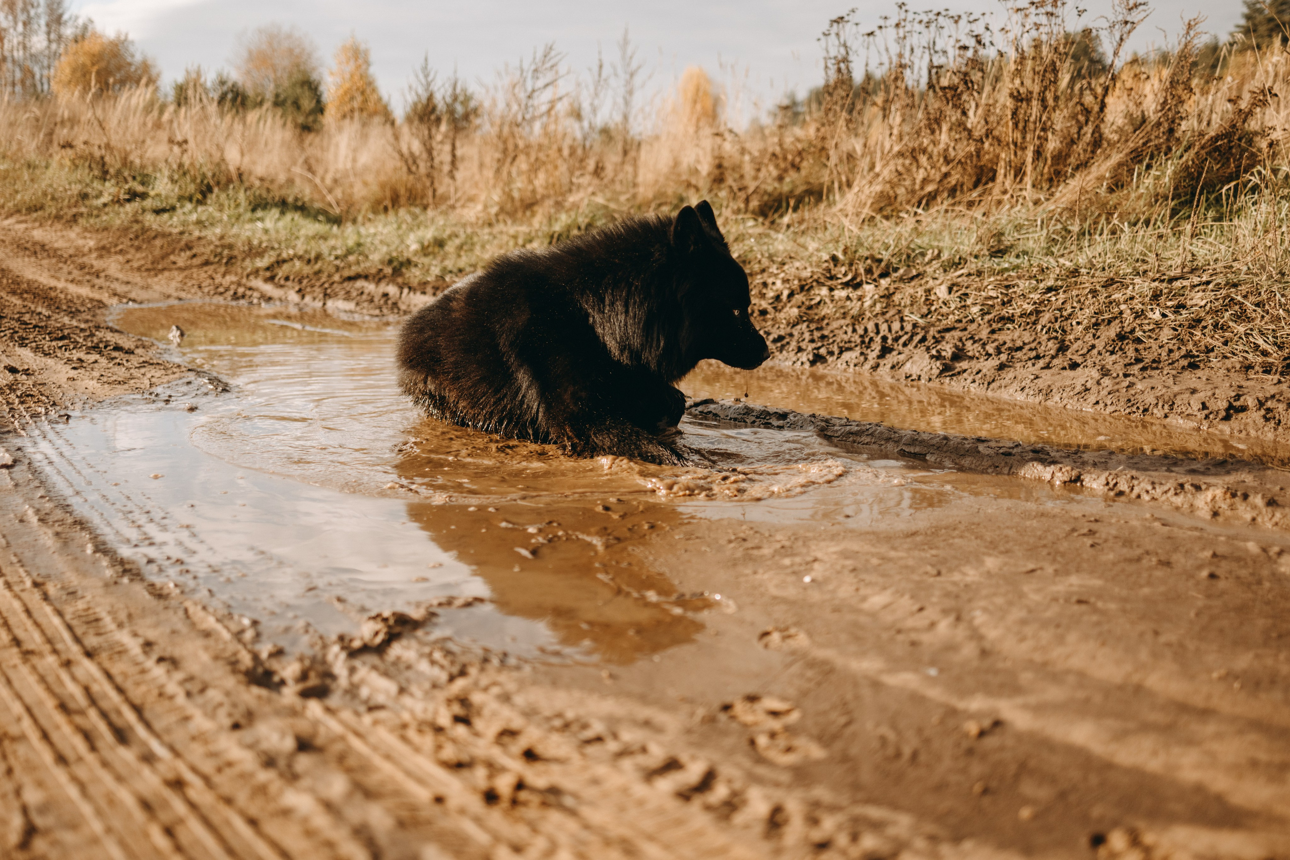 Лора и Джанго. Фотограф — Анималист | Санкт-Петербург