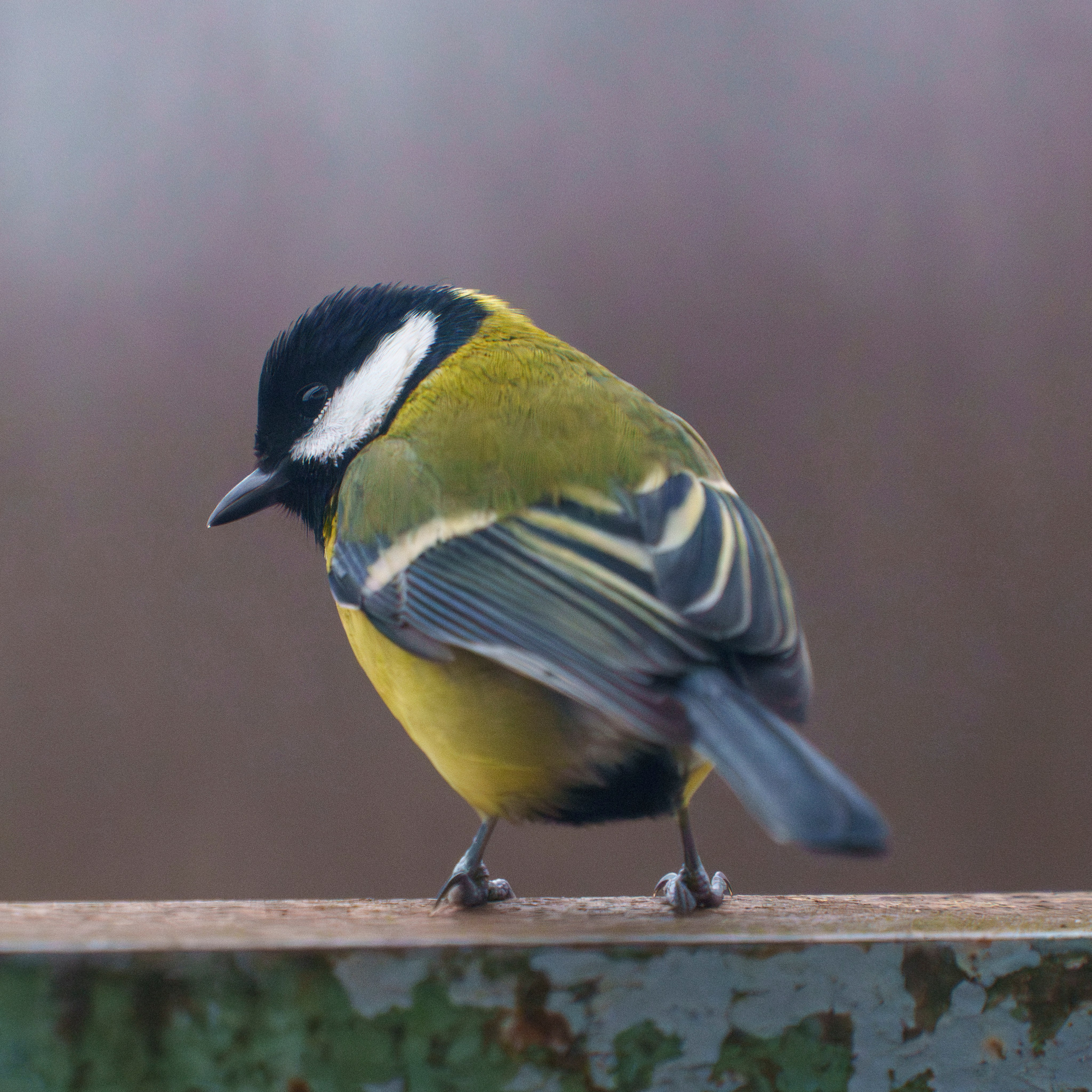 Animals — Животные