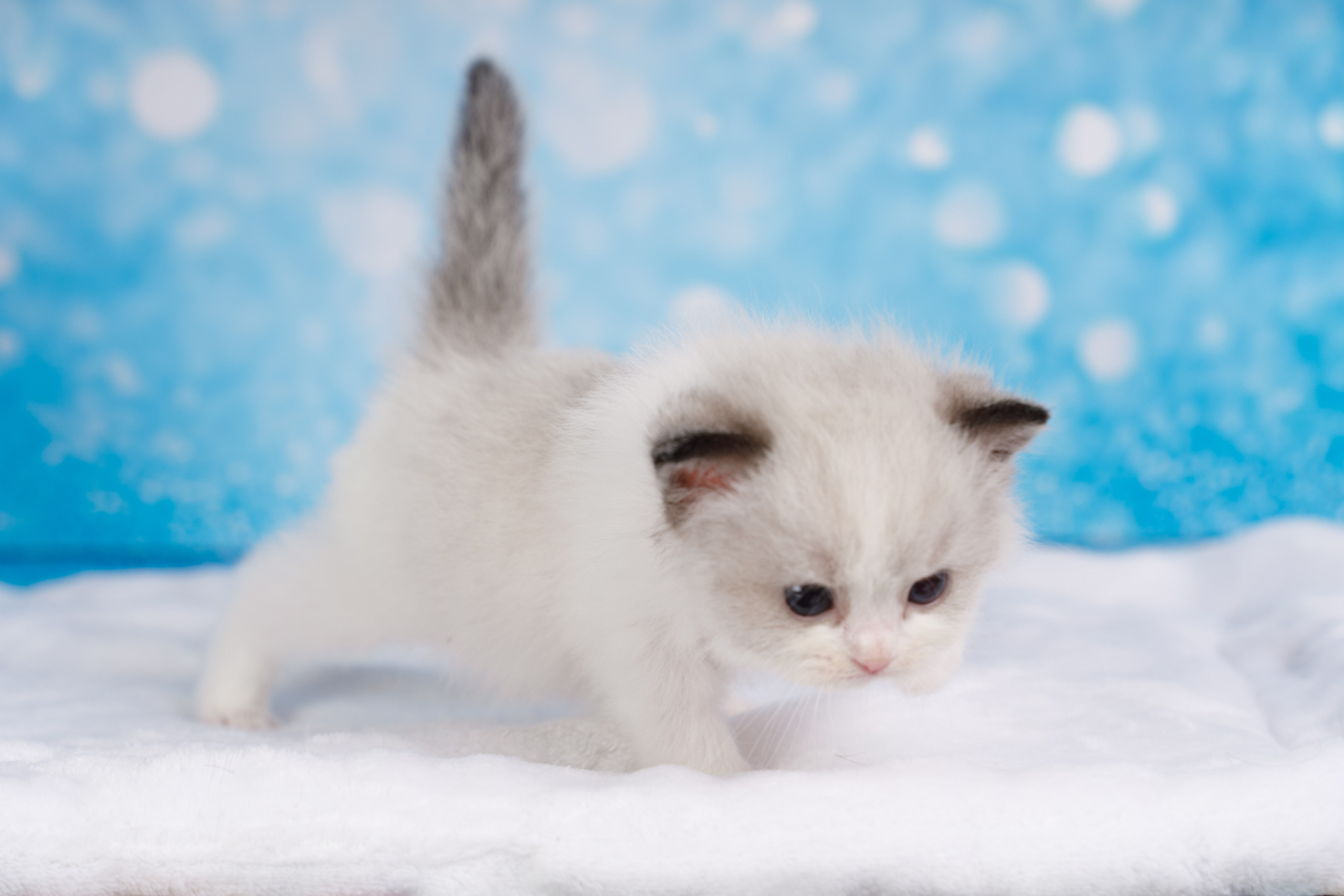 Котята рэгдолл от Loyal Adore. Питомник рэгдолл Loyal Adore