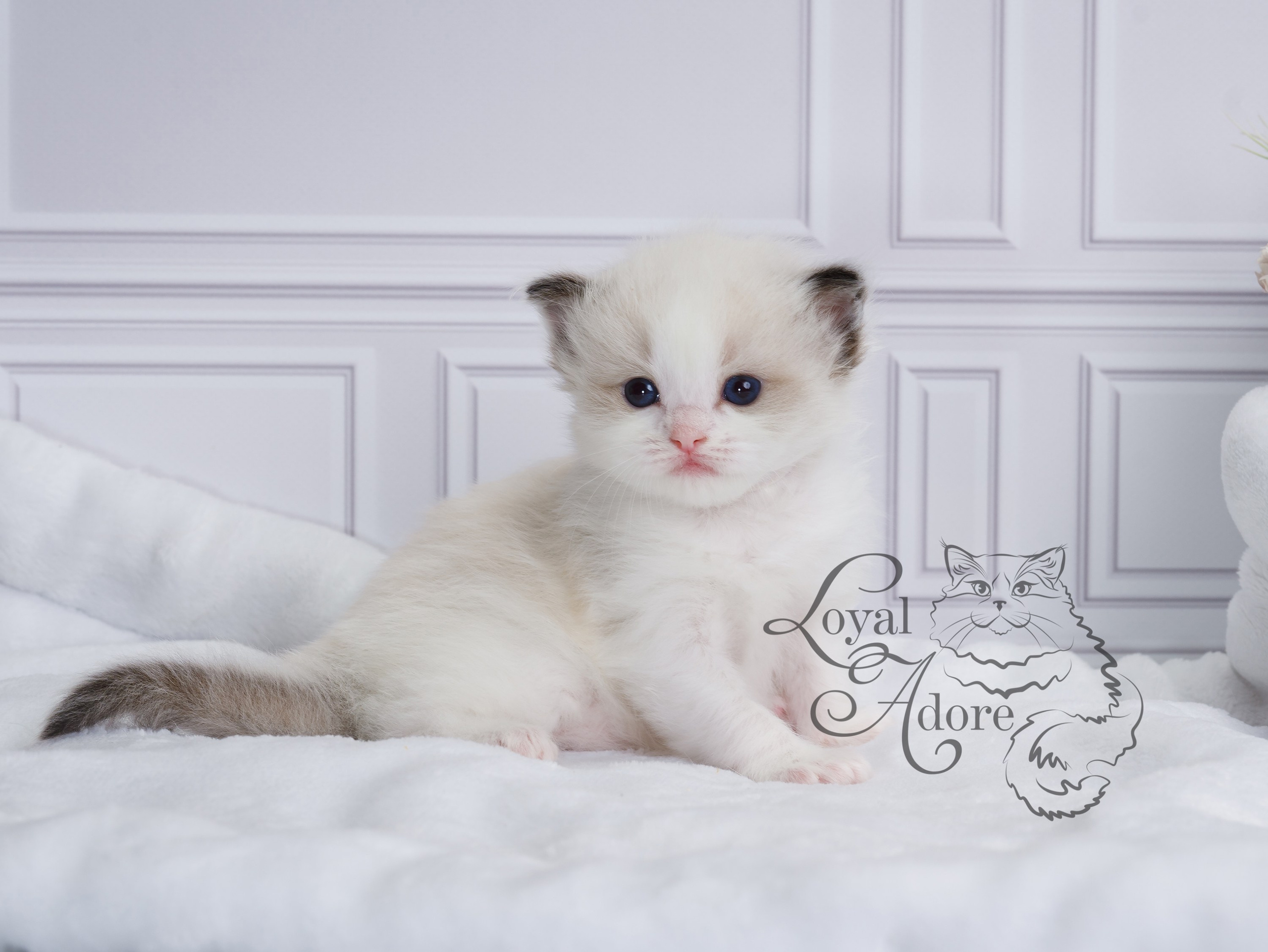 Котята рэгдолл от Loyal Adore. Питомник рэгдолл Loyal Adore