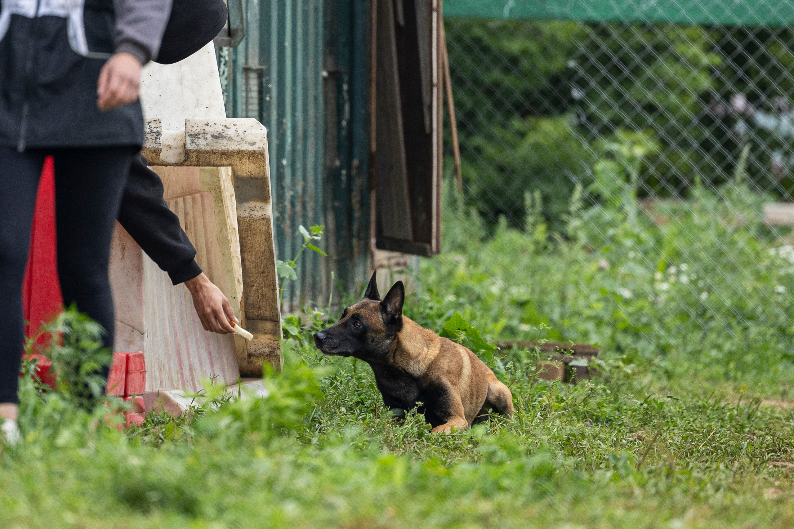 Соревнования по Мондьорингу г. Вологда 10-11.08.2024. Фотограф-анималист Анна Маринич