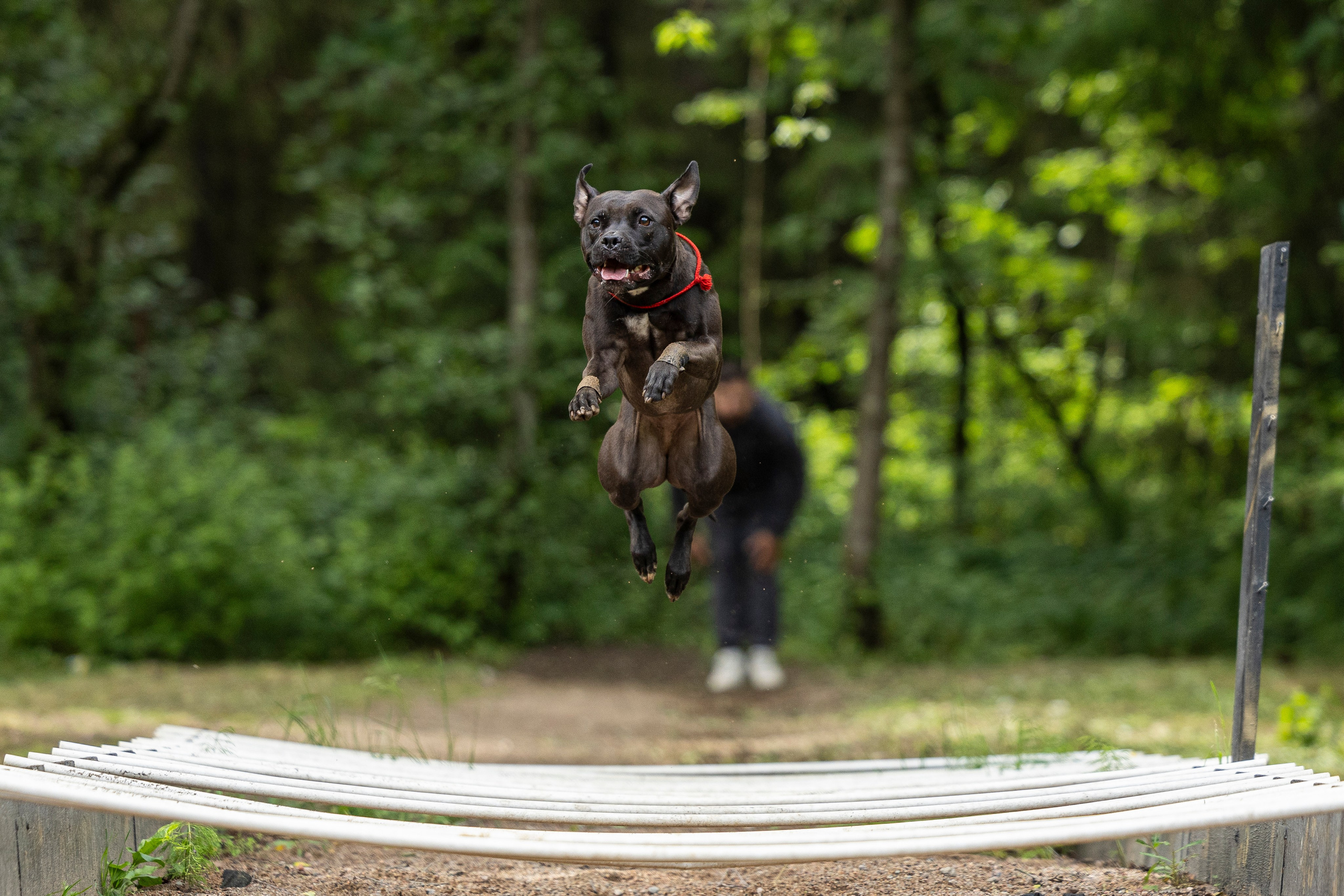 Пит-стафф многоборье. Фотограф-анималист Анна Маринич