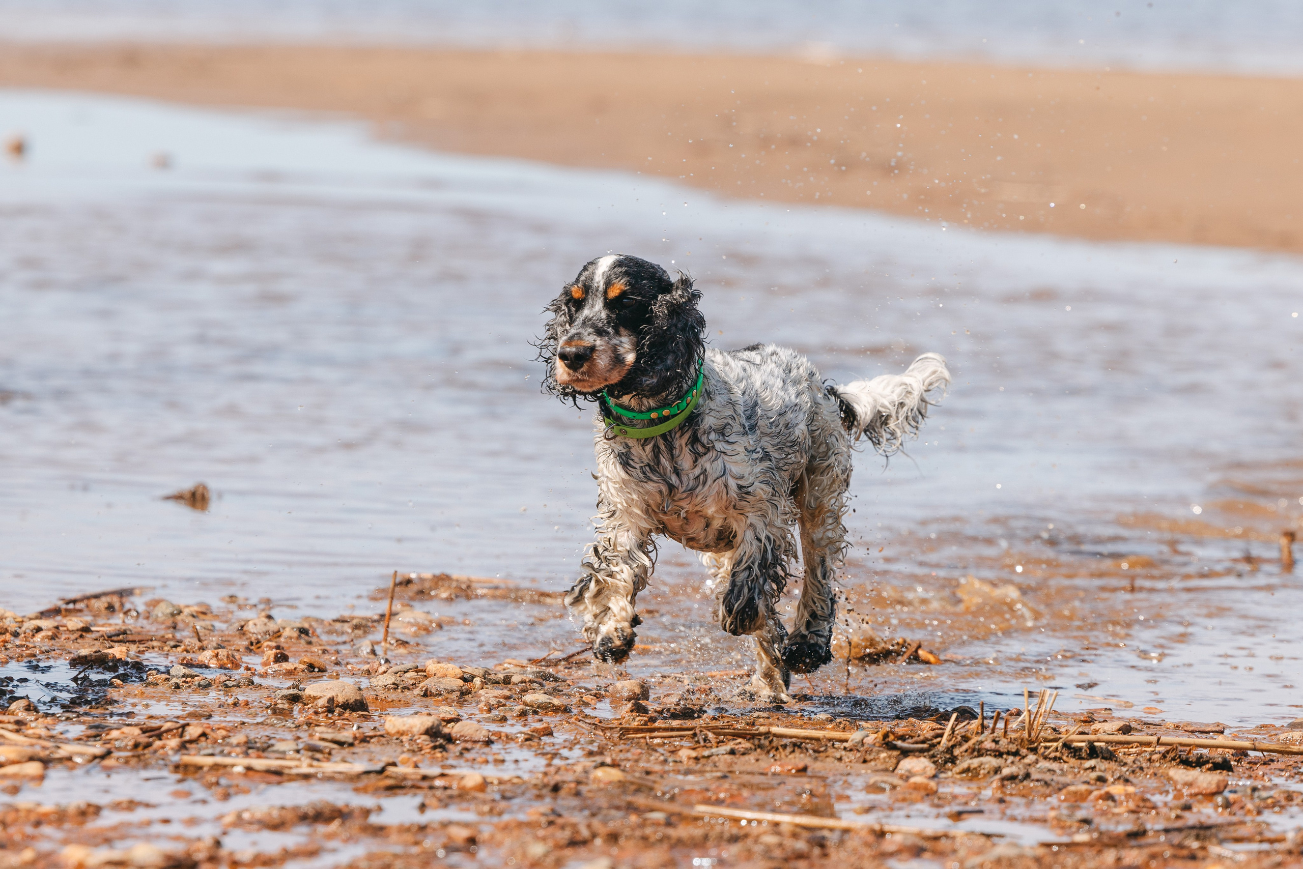 Спанимания. Фотограф анималист Осипчикова Мария