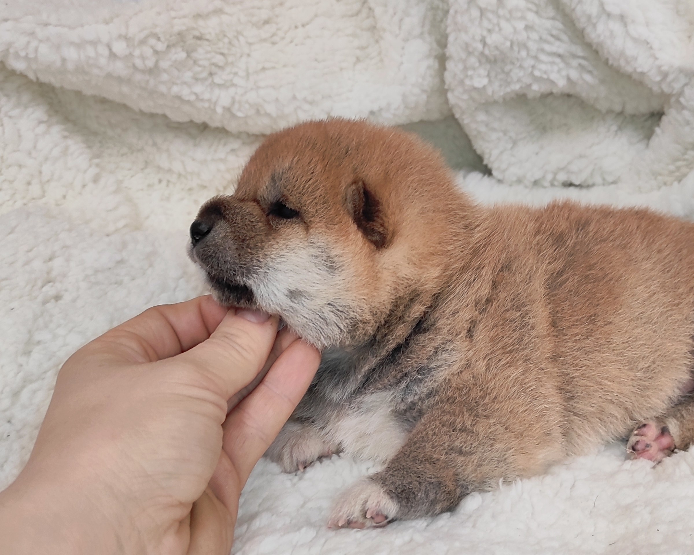 сиба питомник Рубилайт щенки на продажу rubylight  сиба щенки купить СПб Санкт-Петербург 