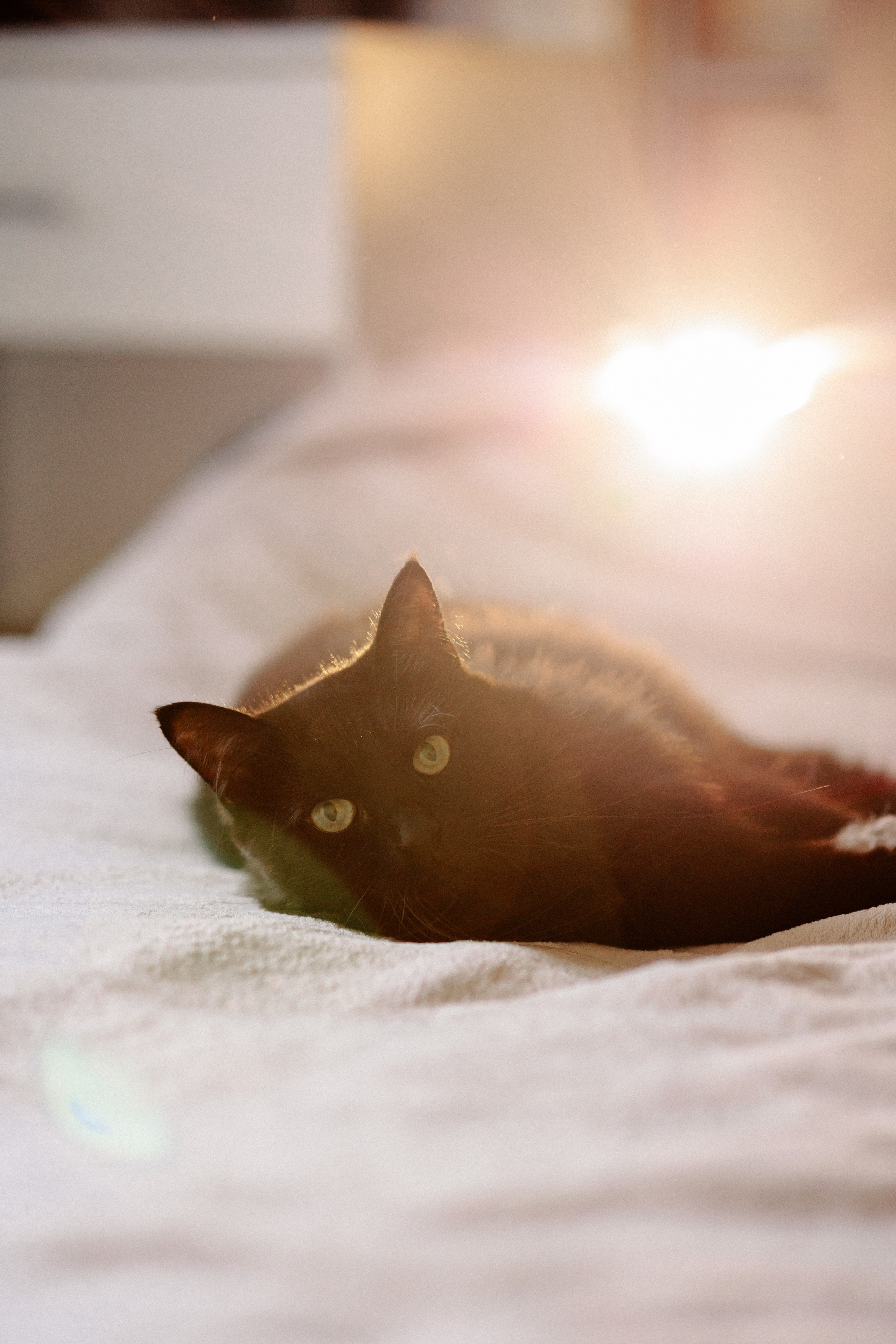 Ася и ее семья. Фотограф в Санкт-Петербурге Алёна Губинская