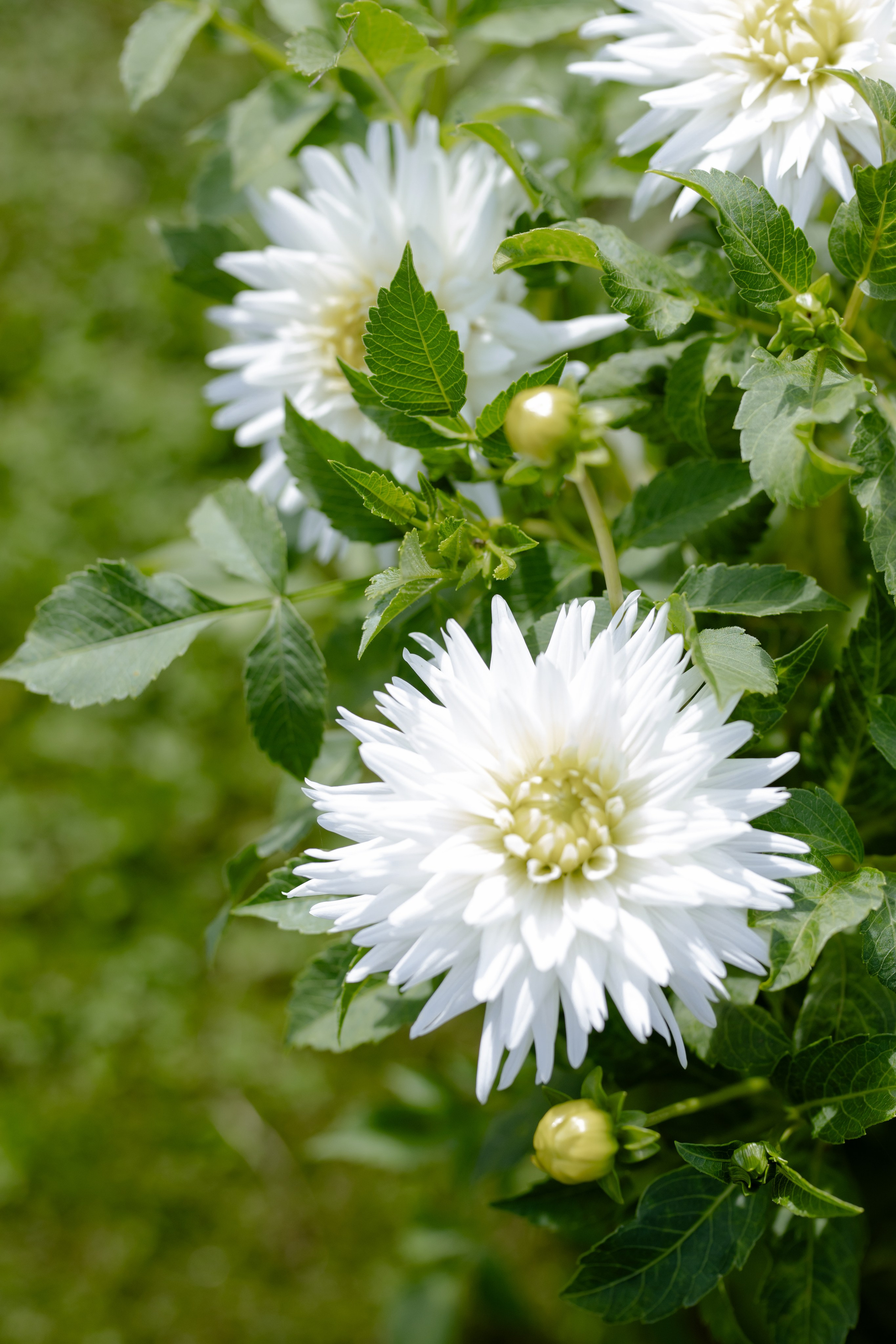 Антон и Наташа. Свадебный фотограф Анна Бабахина