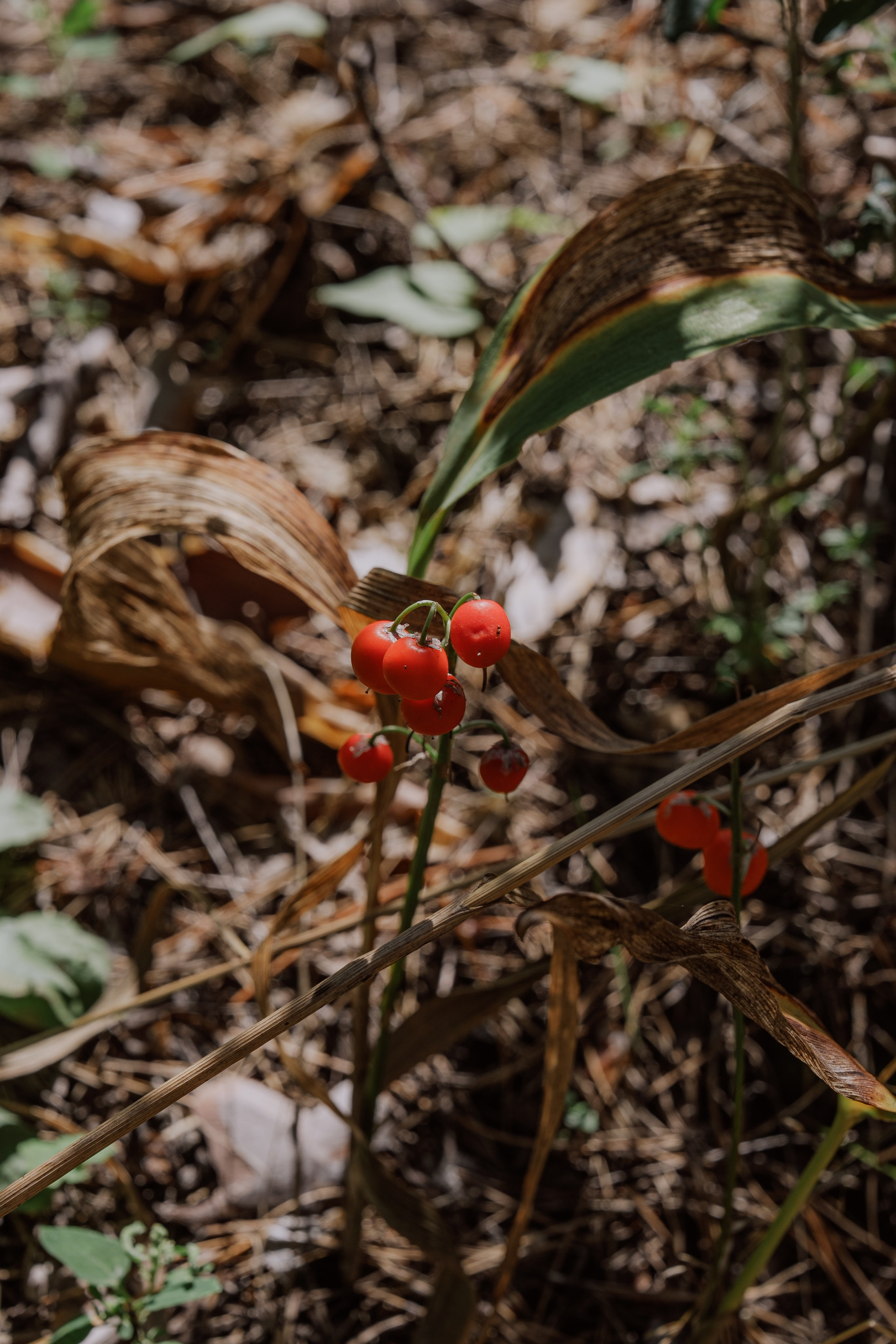 Сергей и Вероника 2024