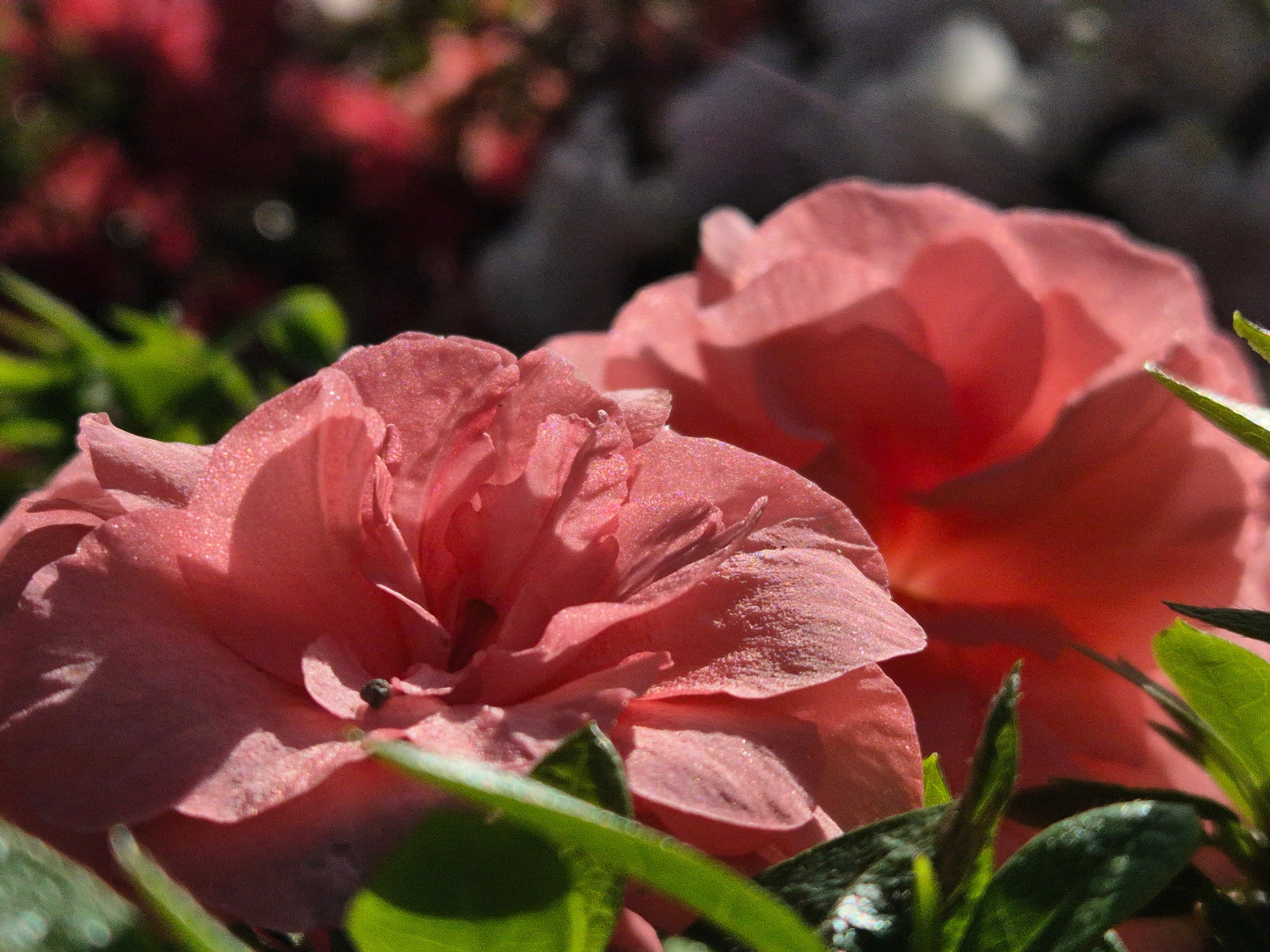 Азалия красная