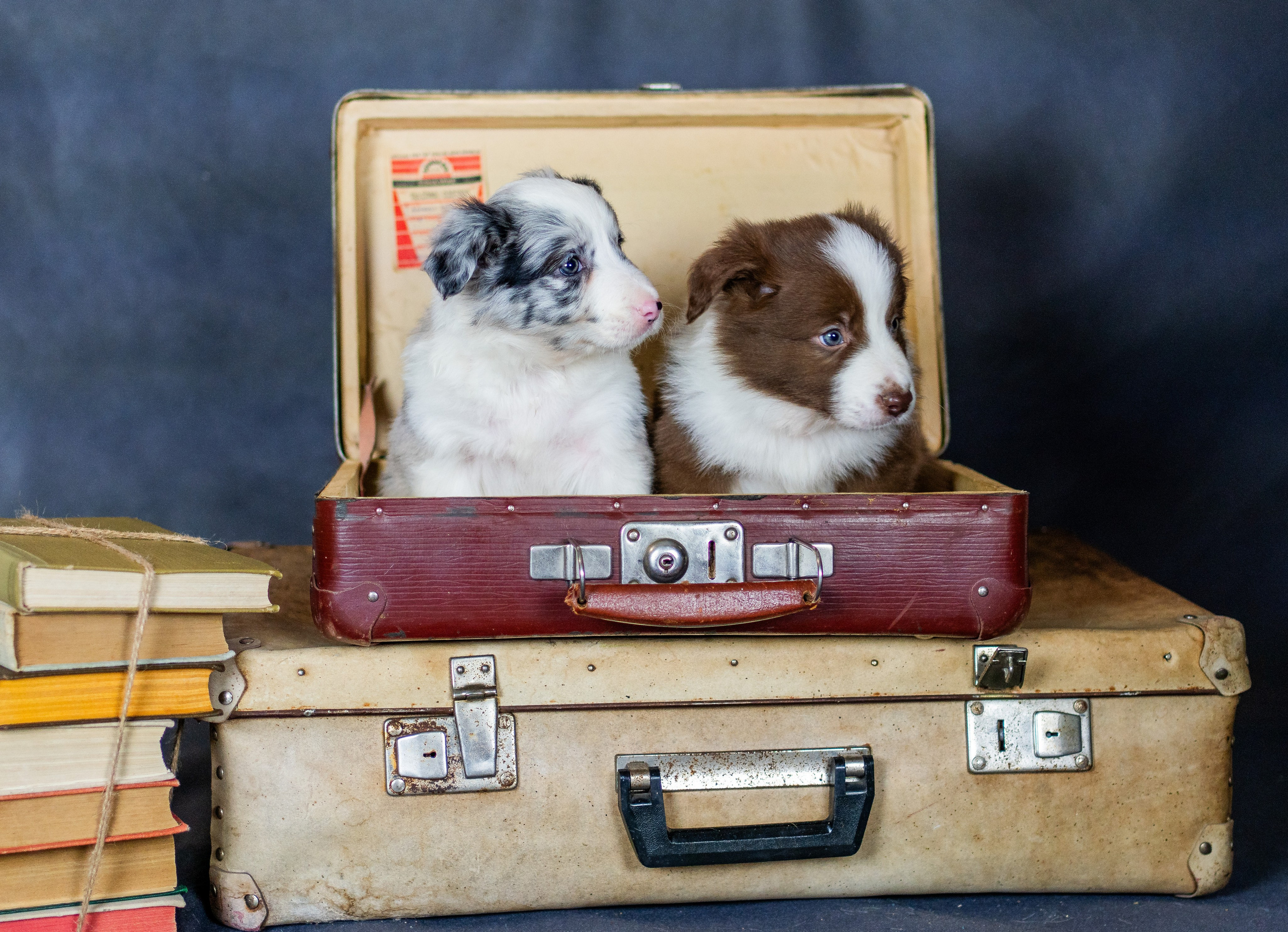 Фритсвит. Семейный фотограф Ефремова Виктория