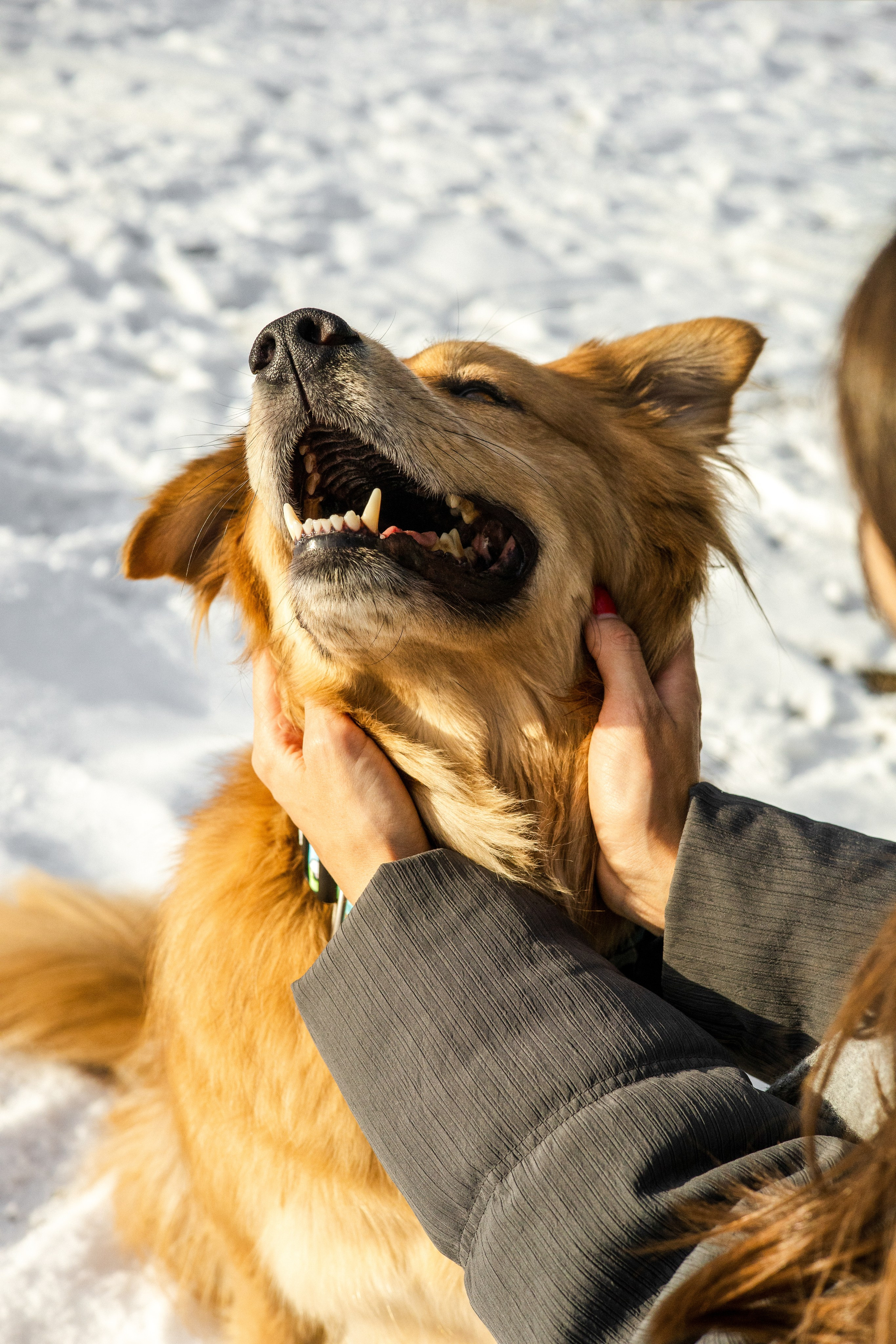 Рыж и Яна. Фотограф-анималист Ксения Шевцова|Москва
