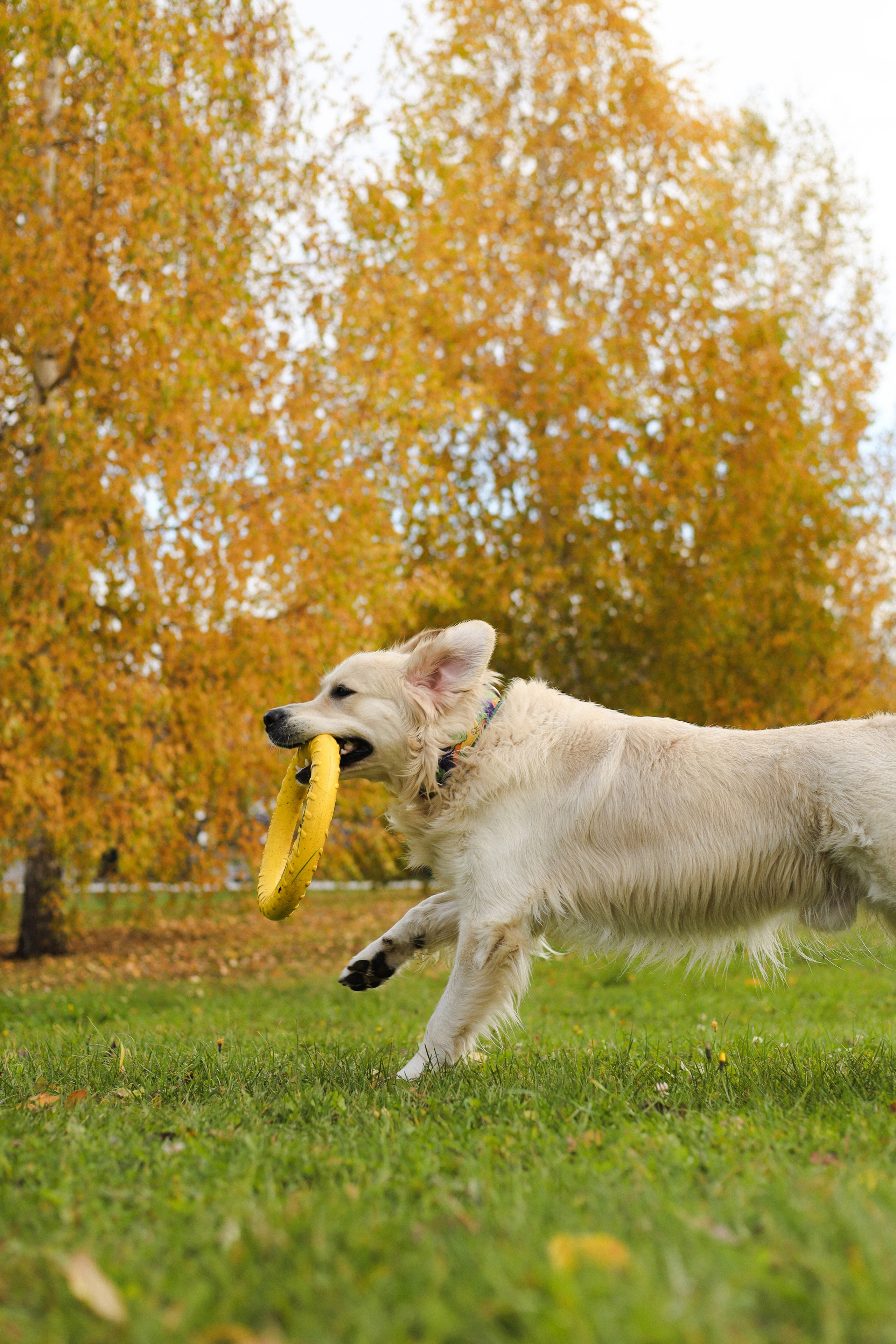 Фрэнк, Даша и Максим. Фотограф-анималист Ксения Шевцова|Москва