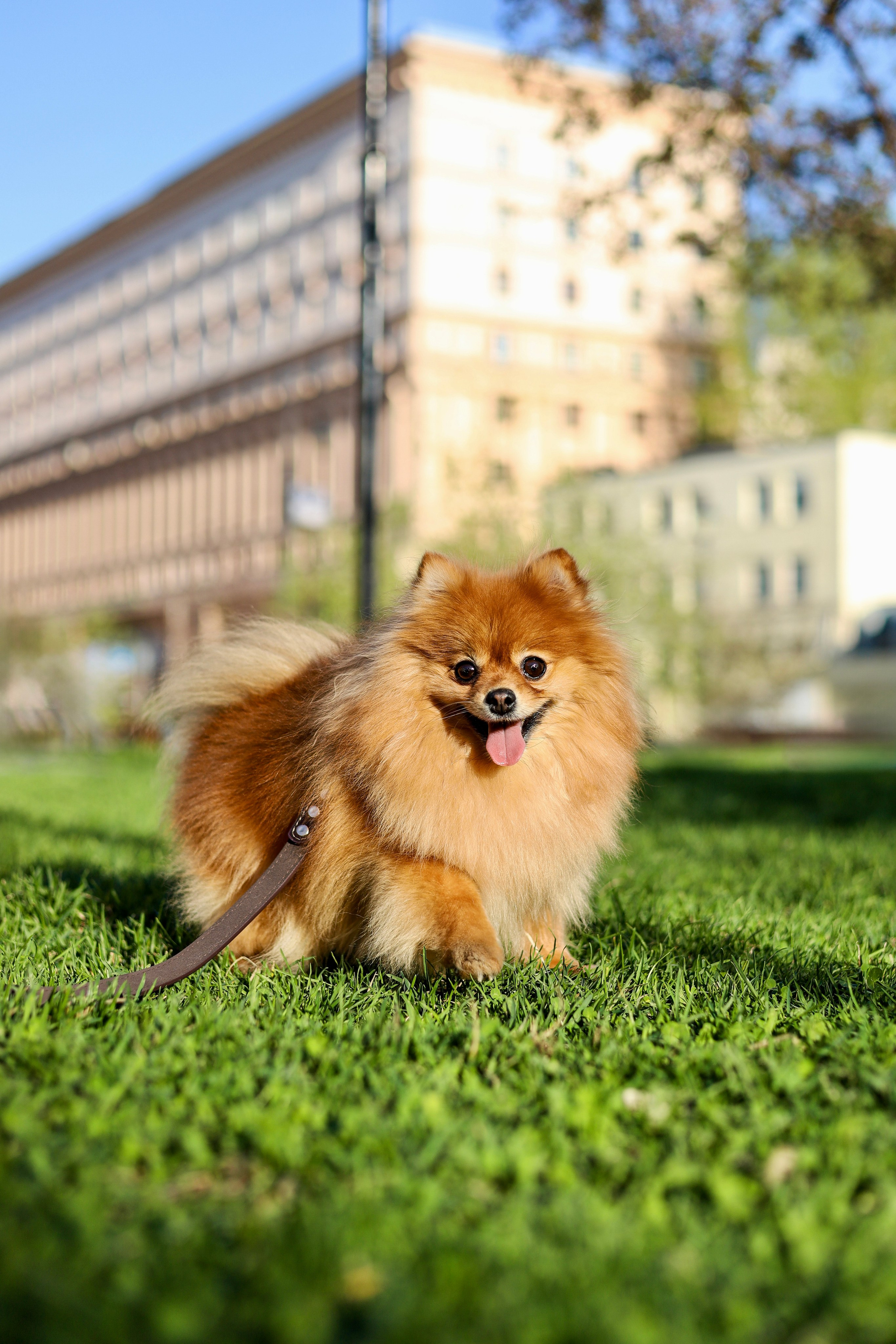 Мика и Лена. Фотограф-анималист Ксения Шевцова|Москва