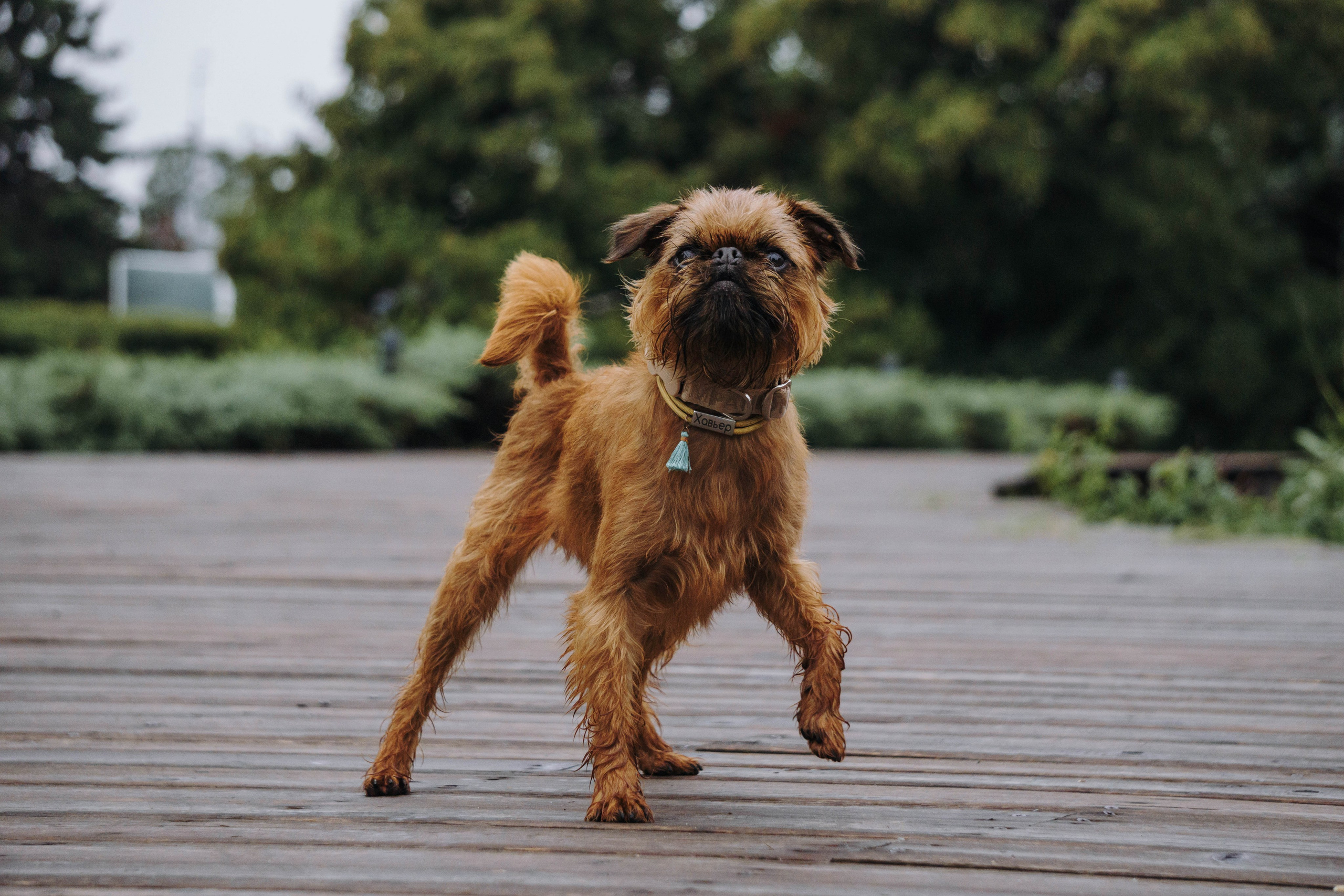 Наташа, Сережа и Хавьер. Фотограф-анималист Ксения Воробьева, Москва