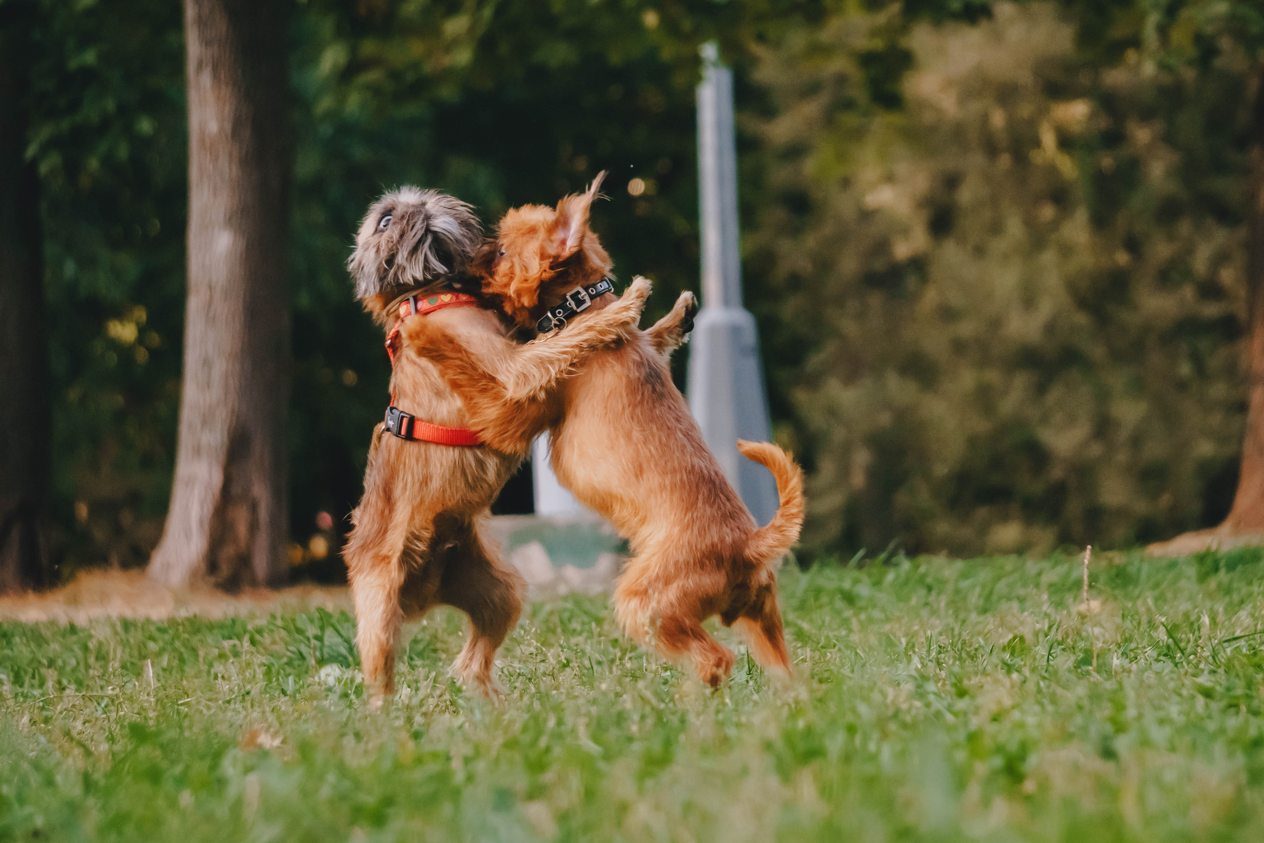 Мини-туса гриффоны и брабансоны. Фотограф-анималист Ксения Воробьева, Москва