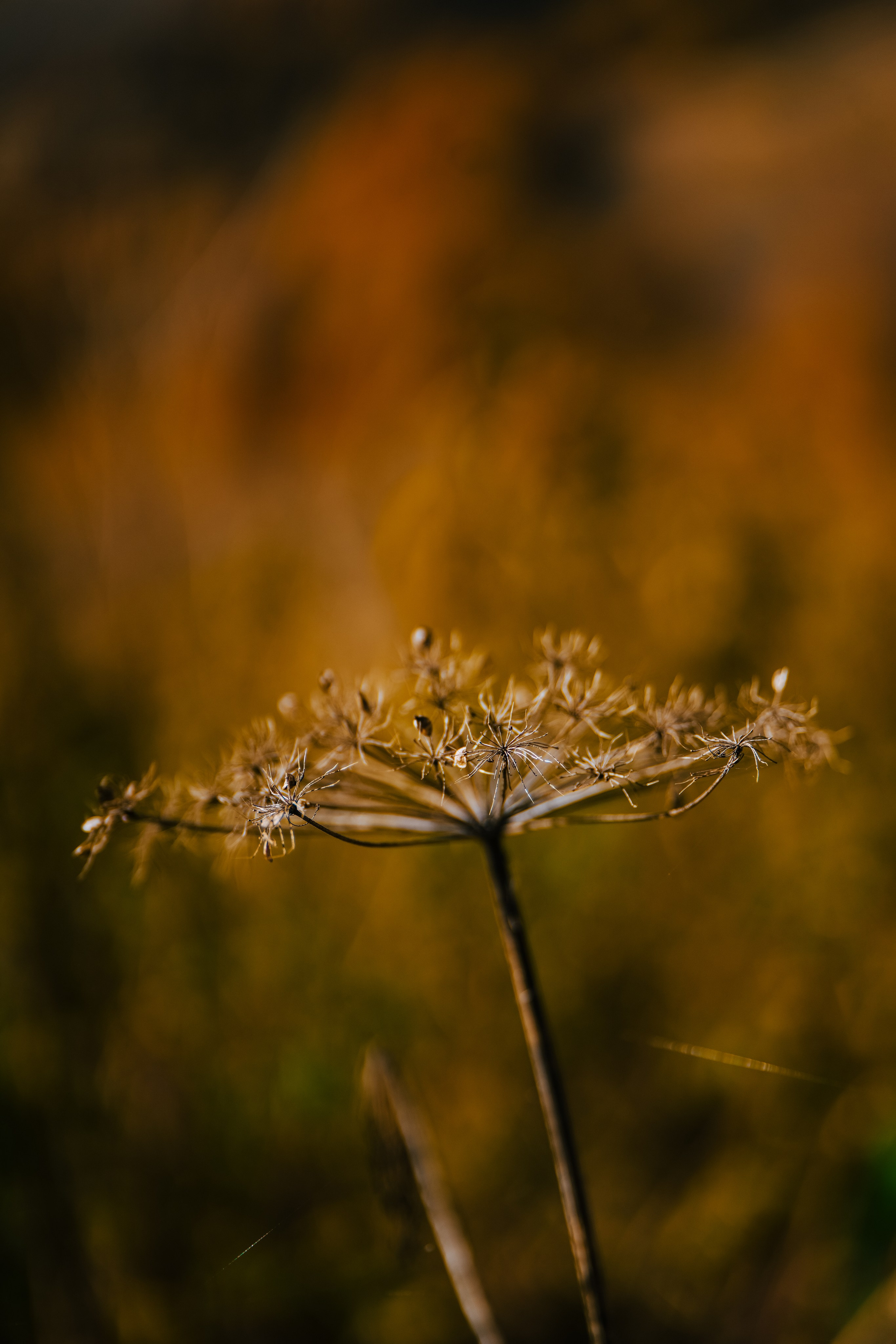 Роза Пик, тропа Турья ✽ Октябрь. Репортажный фотограф | Роза Хутор Красная Поляна Сочи Сириус