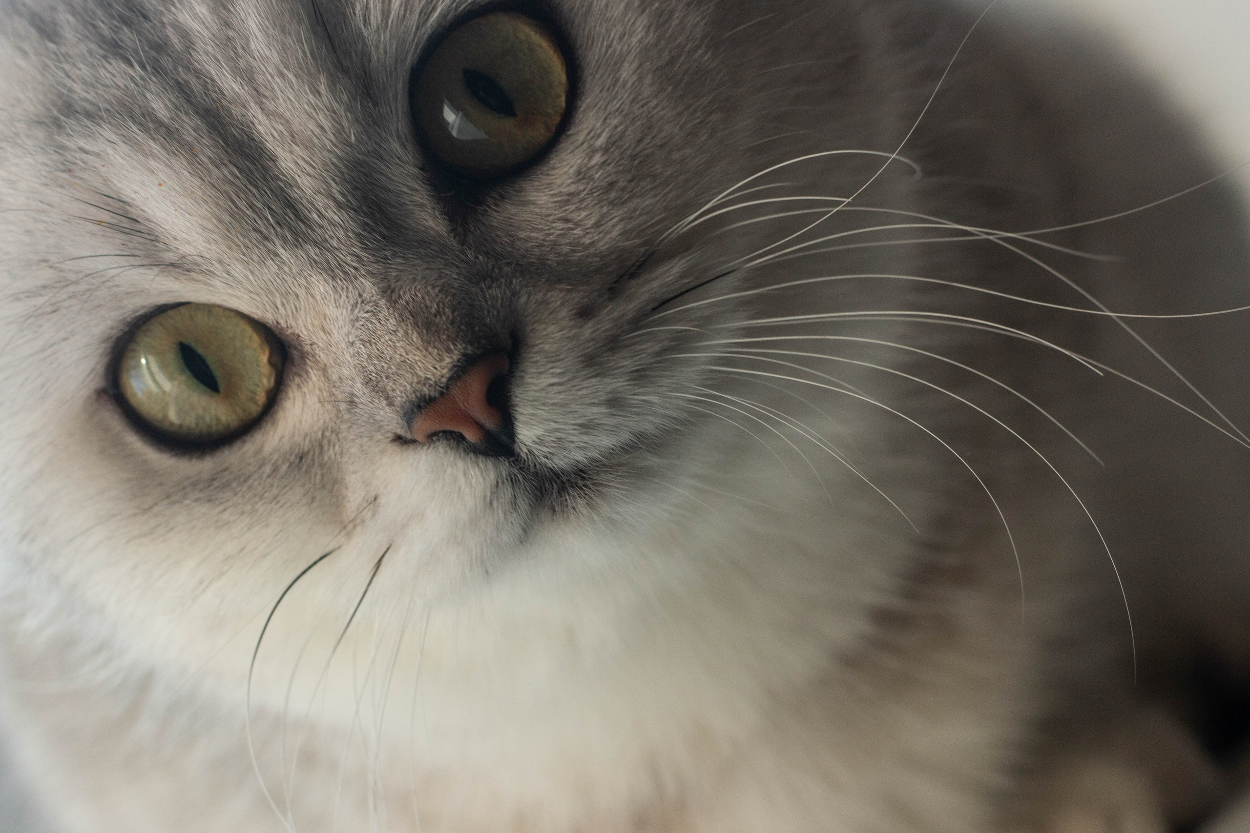 NASTYA & KITTI. Бережно сохраняю ваши чувства и истории на своих фотографиях