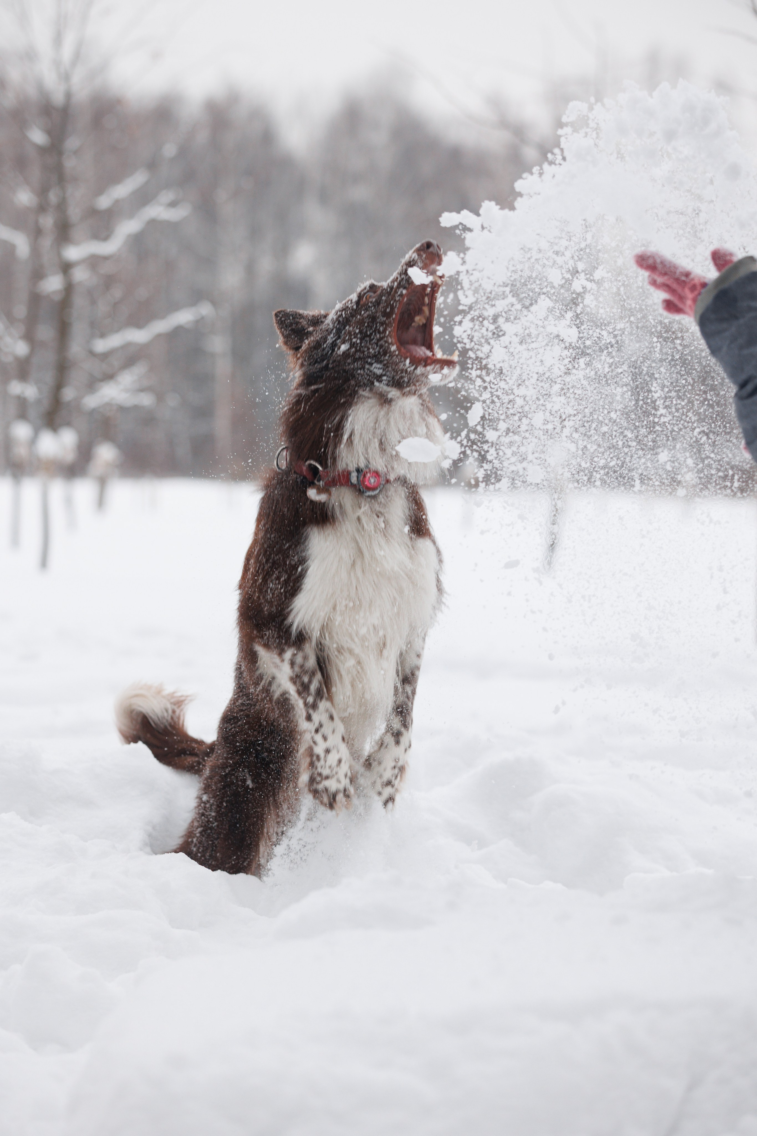 Даша и компания. Фотограф анималист Кристина Карпова, Москва
