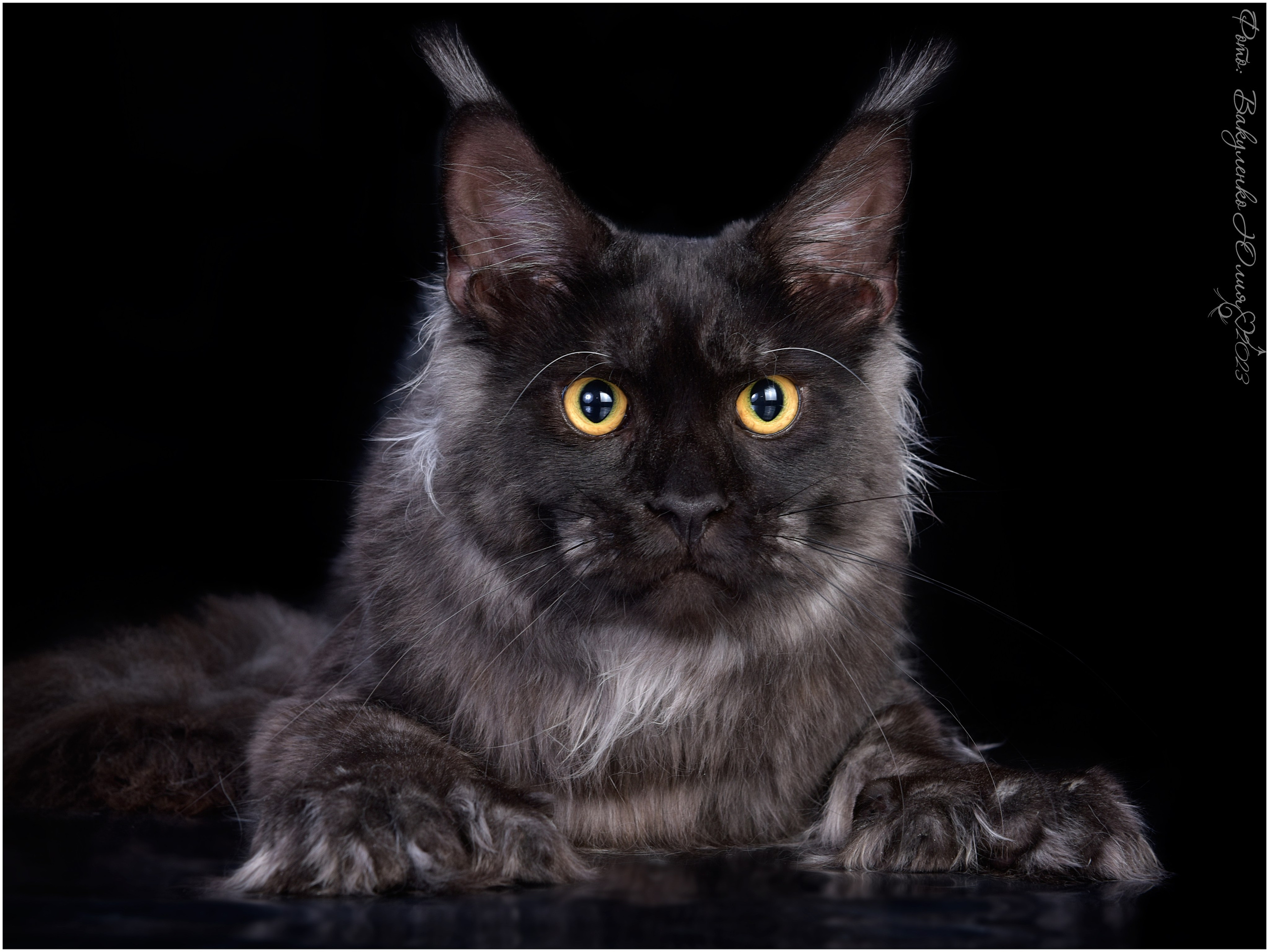 Взрослые. Фотограф анималист | семейный Юлия Вакуленко, г. Краснодар