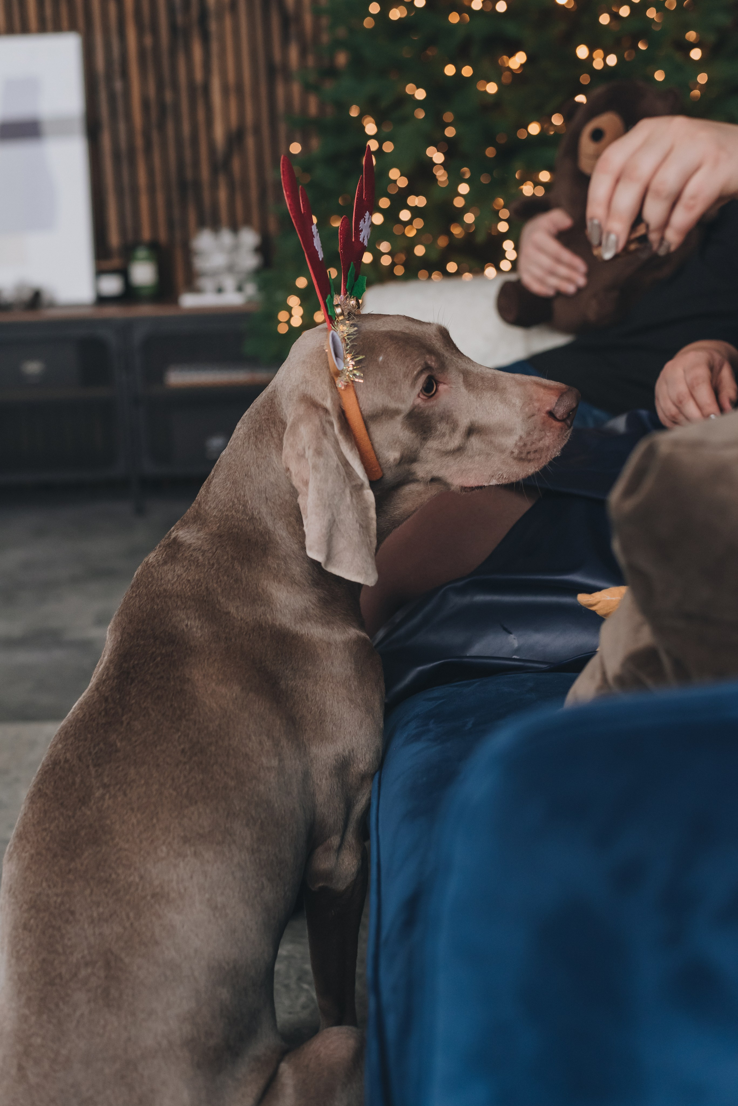 Marta, Sasha & Lady. Natalia Finch Photography — Family, Kids & Pet Photographer in Chicago, IL