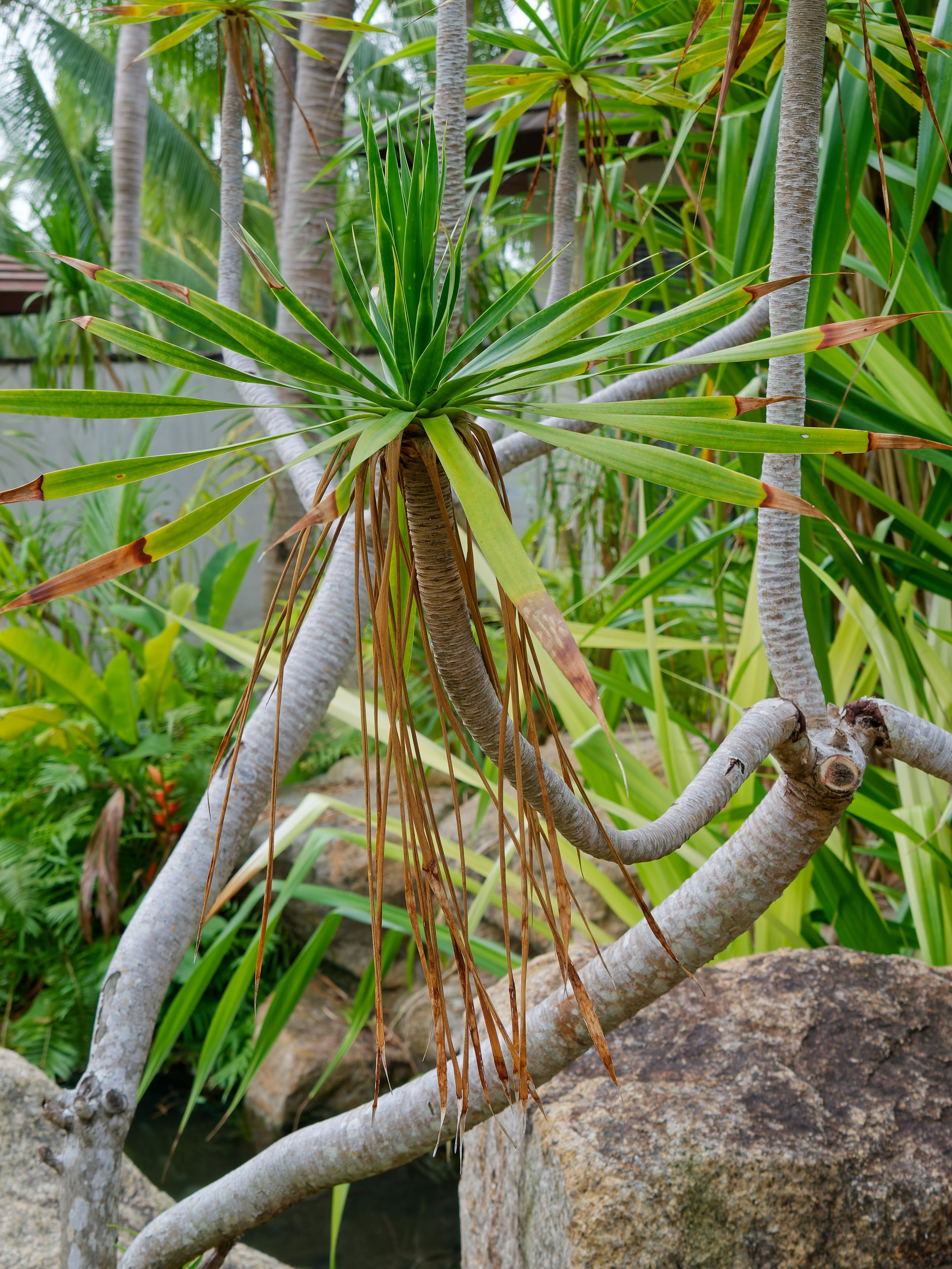 Хайнань 2026, отель «Stony Brook Villa Jianguo Resort Sanya 4*». Фотопрогулки по Миру