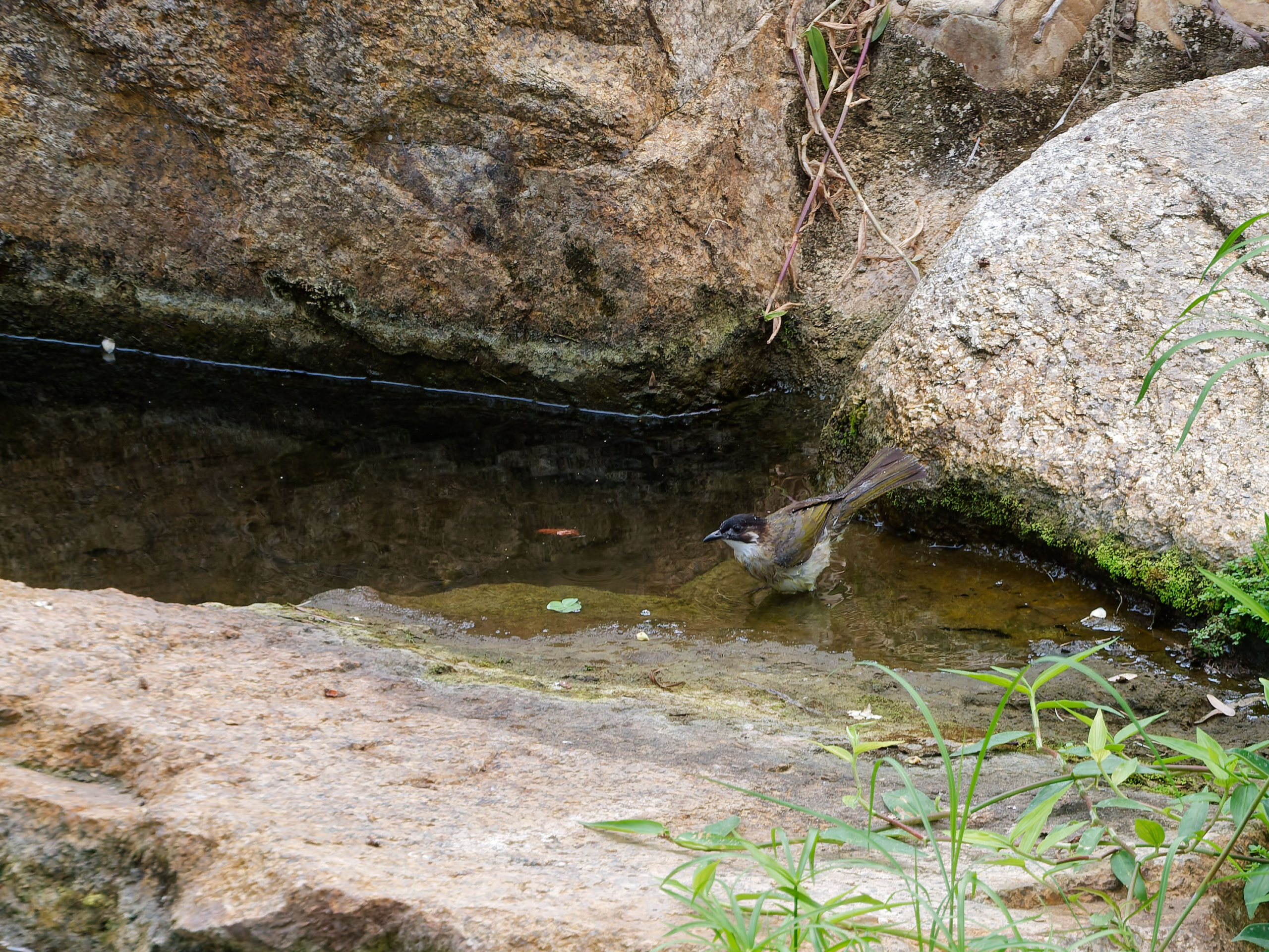 Хайнань 2026, птицы острова. Фотопрогулки по Миру