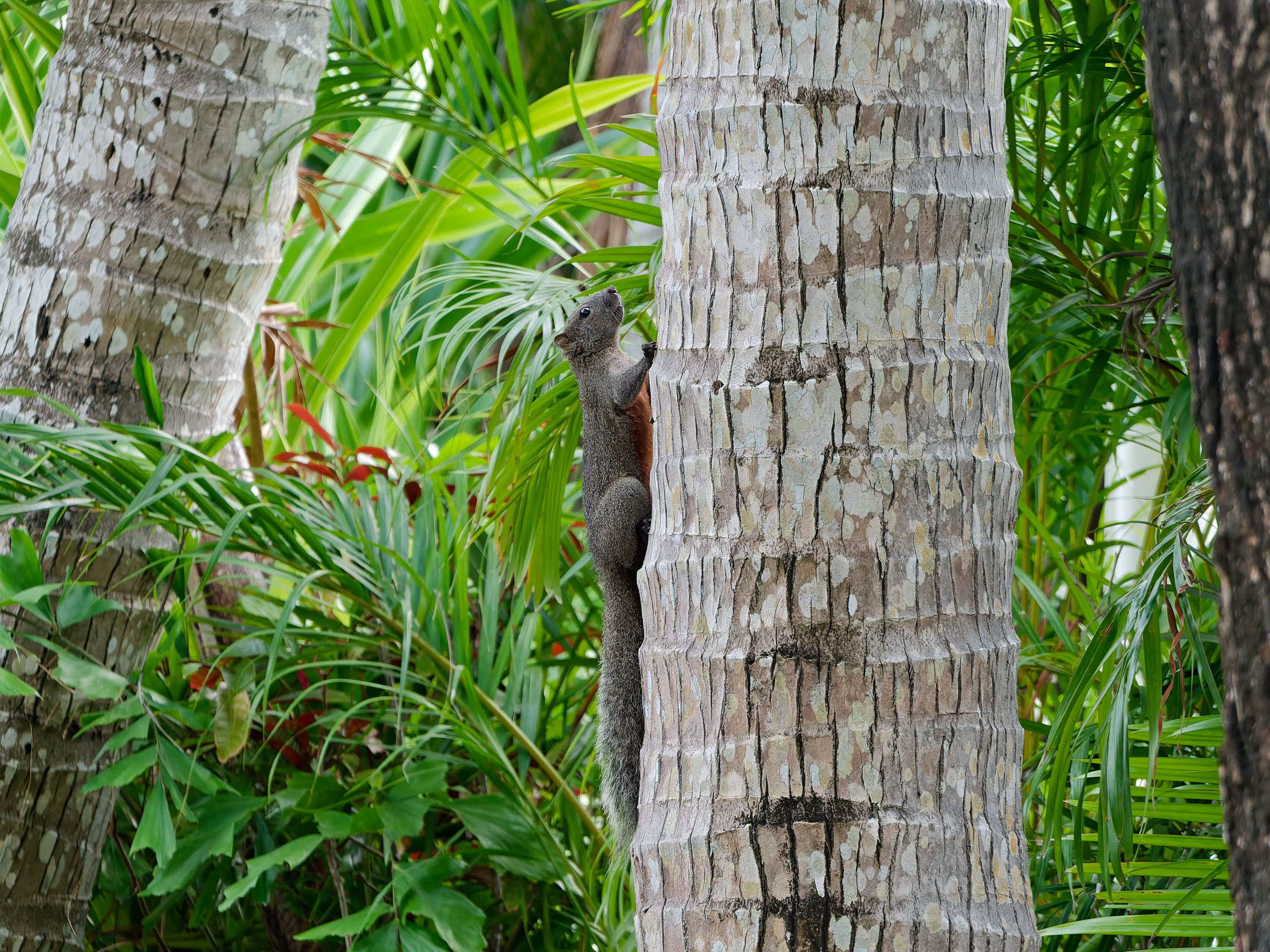 Хайнань 2026, белки. Фотопрогулки по Миру