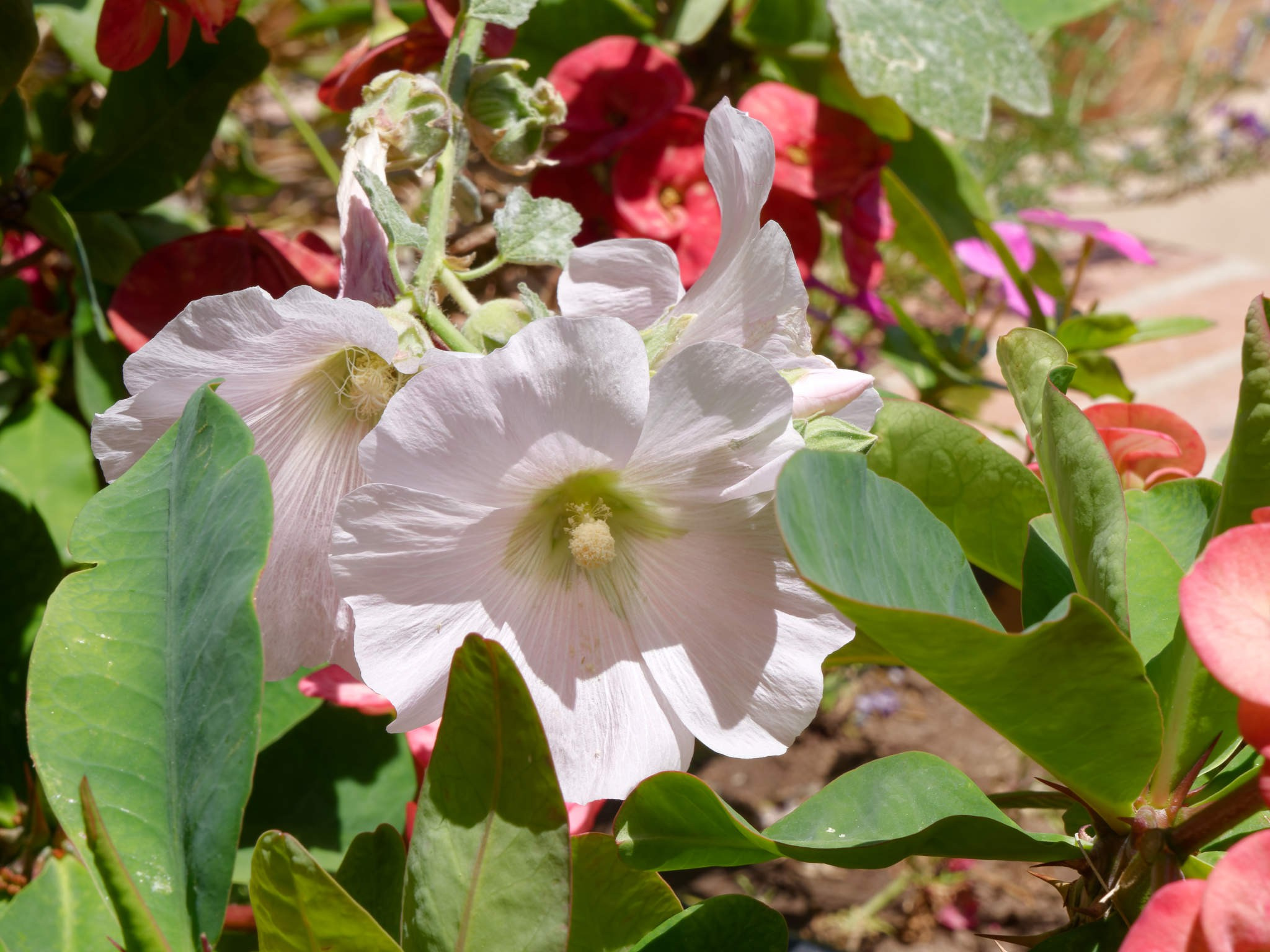 Шарм-эль-Шейх 2024. Избранные фотографии