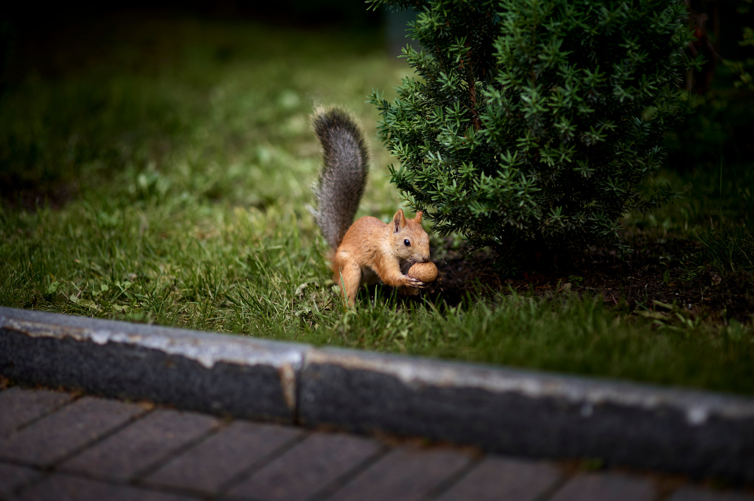 Анонс Таинства Крещения Максима. Фотограф на Крещение и Венчание в Одинцово