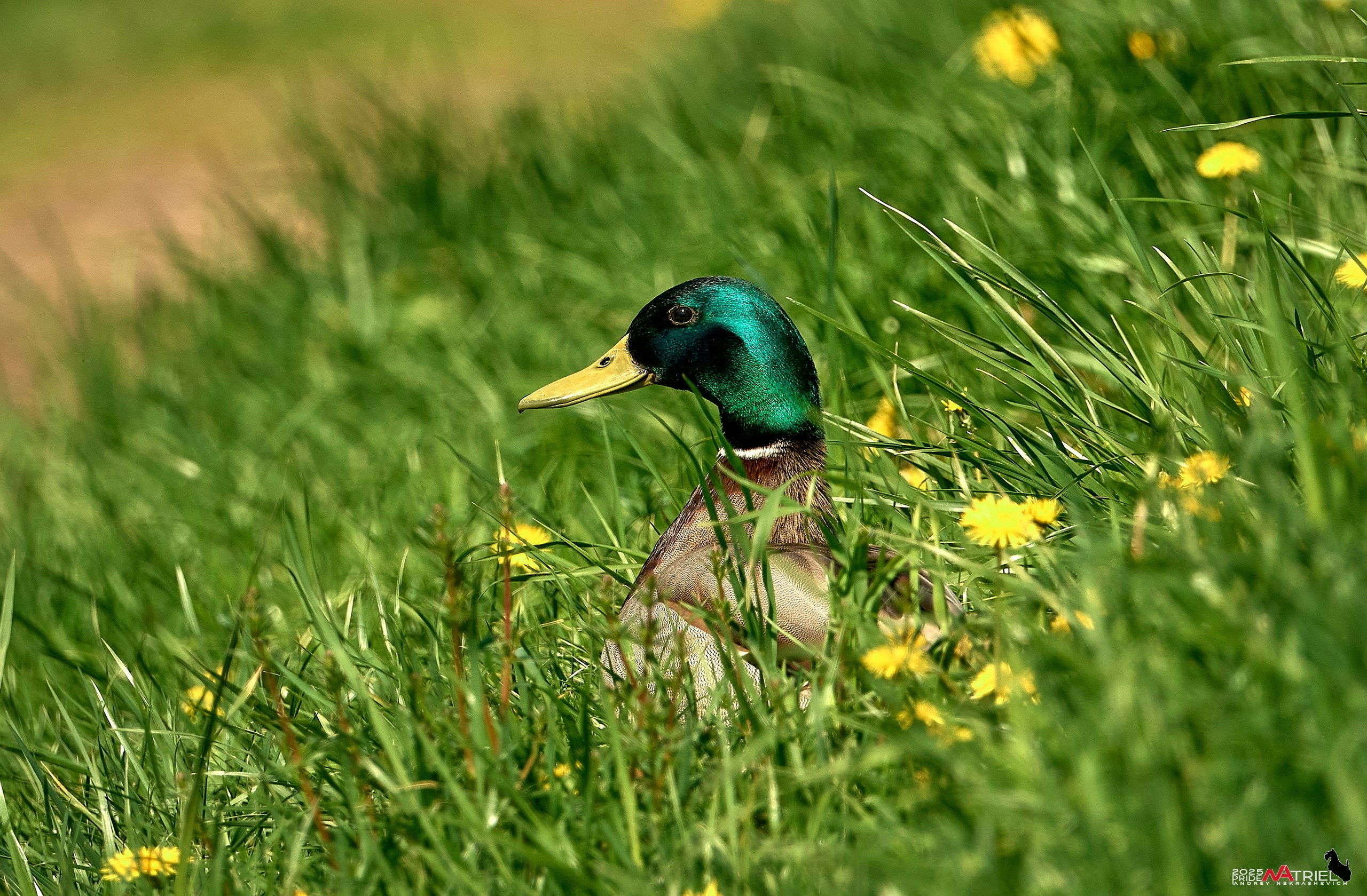 Птички и цветочки