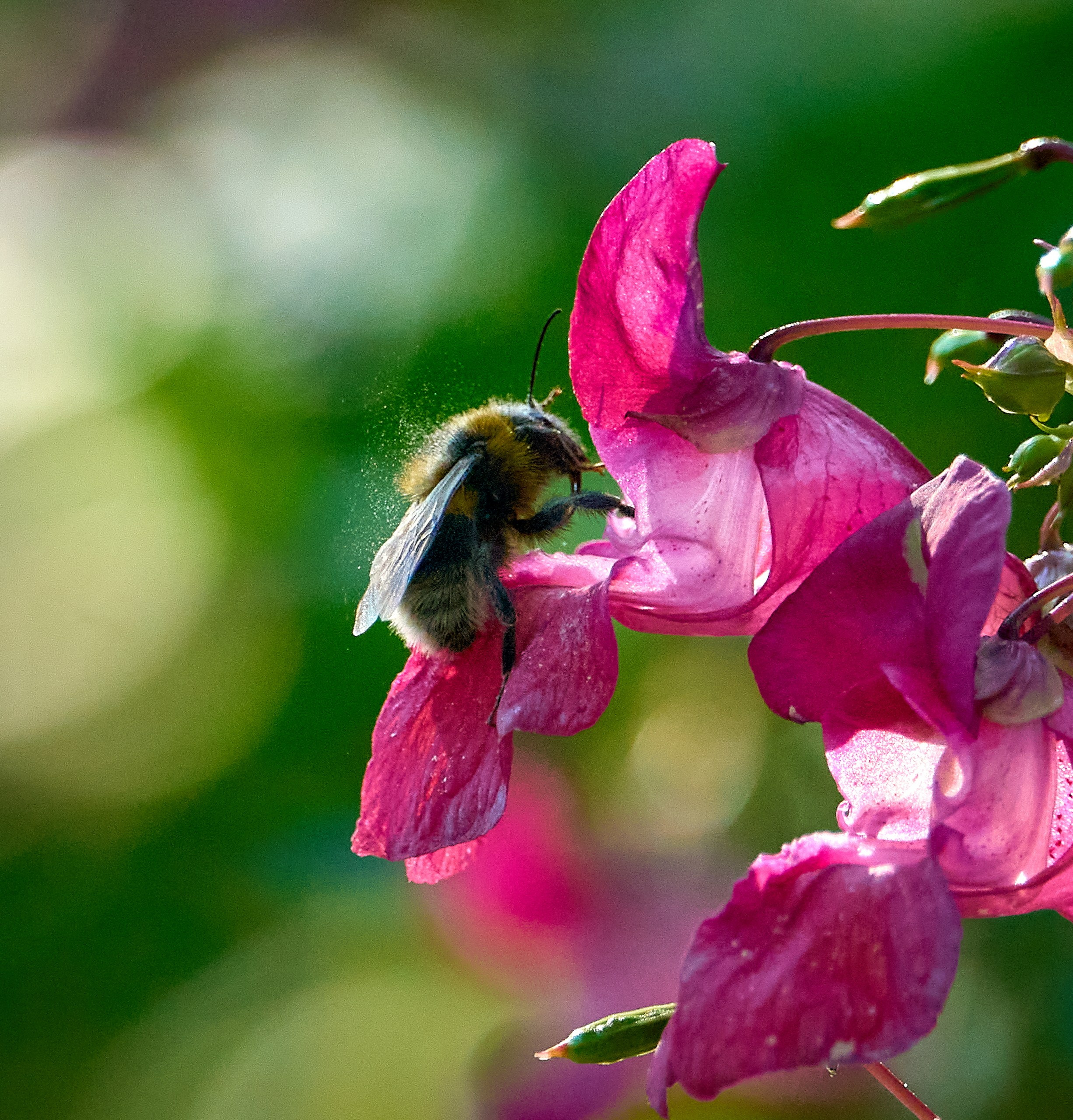 Макро-фото — галерея NATRIEL