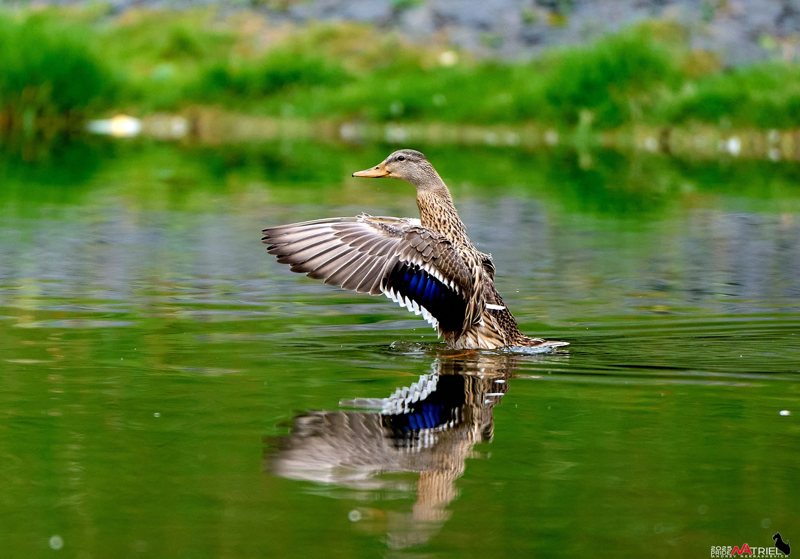 Утки на пруду