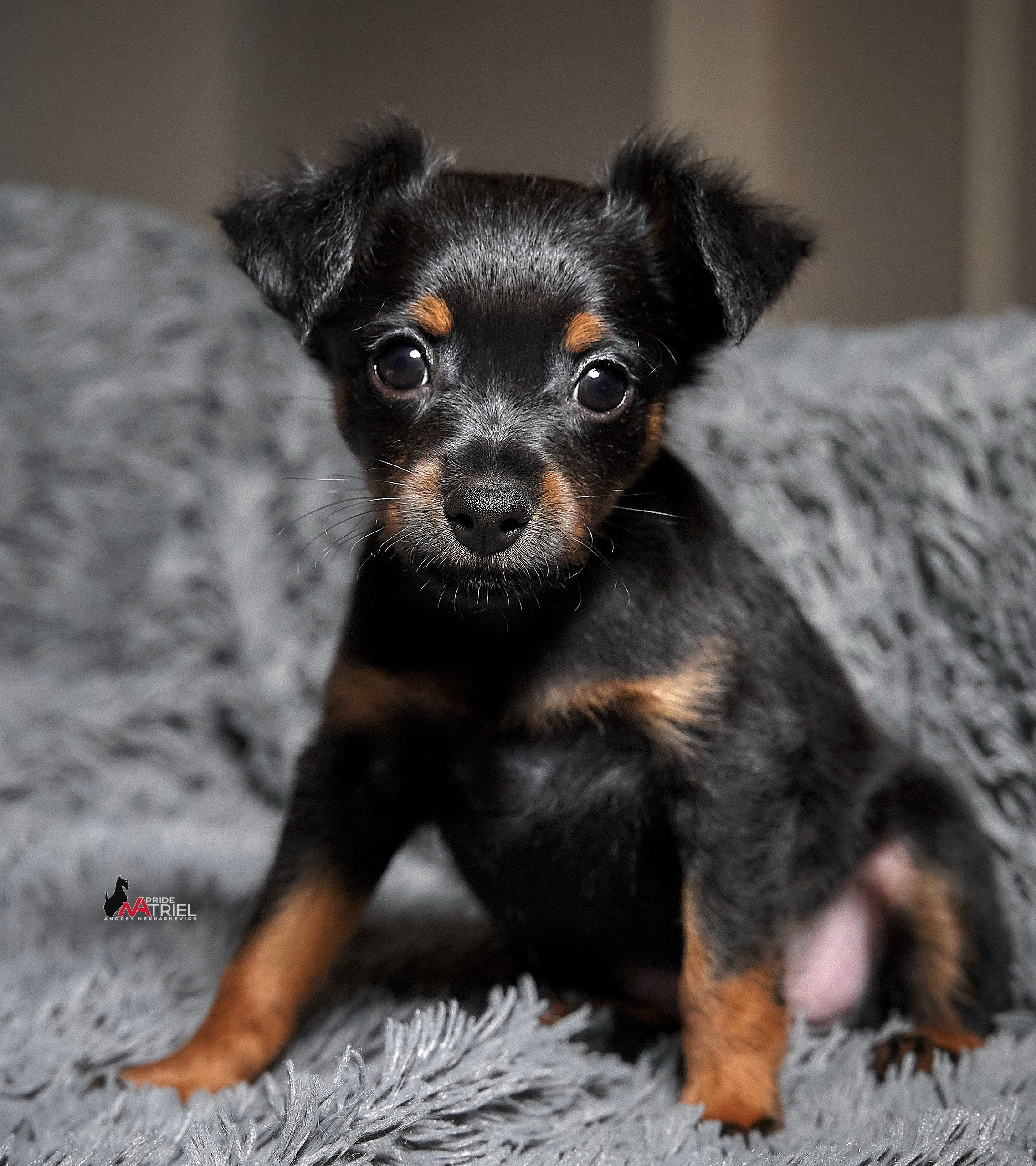 Щенки дома — галерея NATRIEL