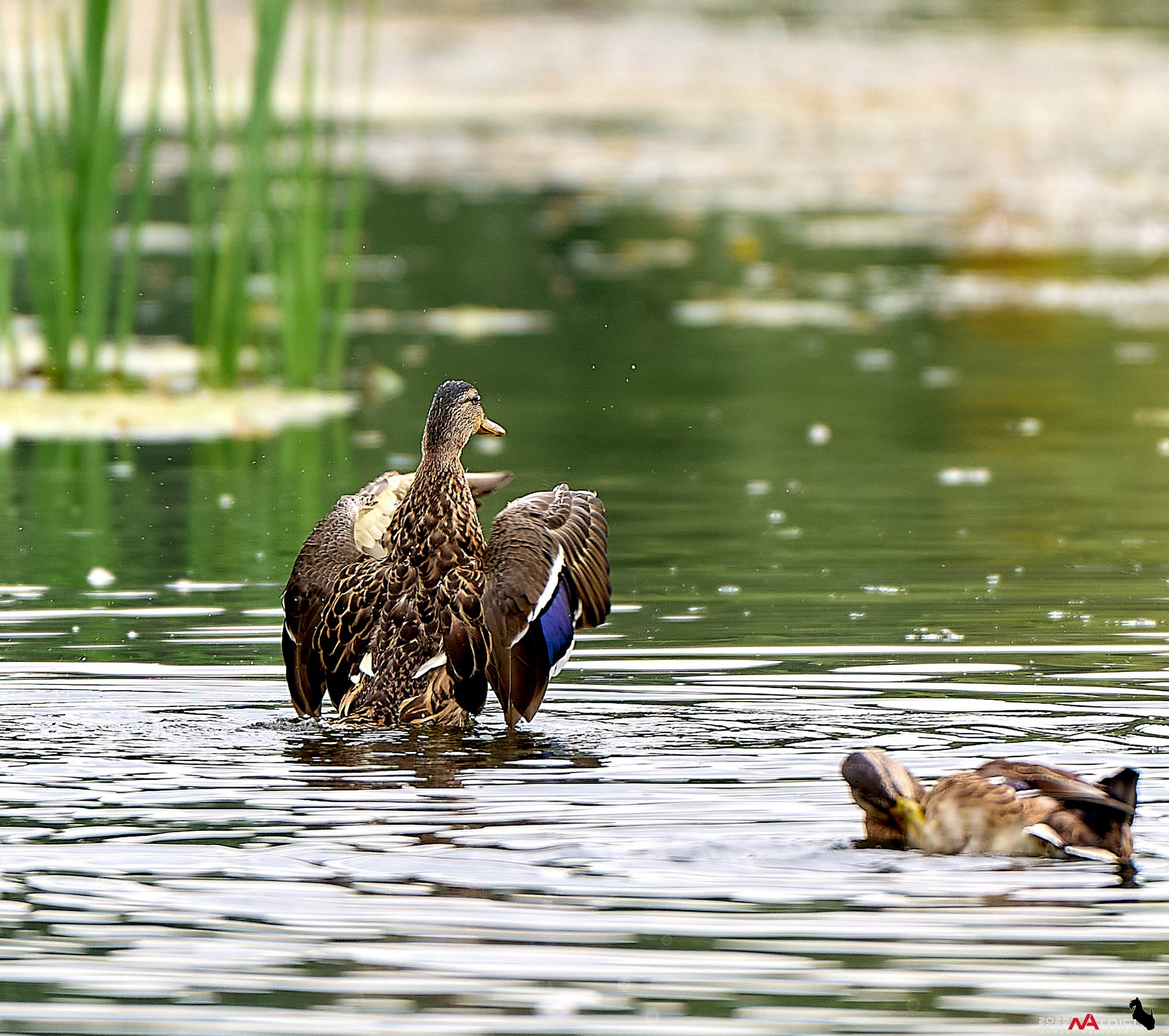 Утки на пруду