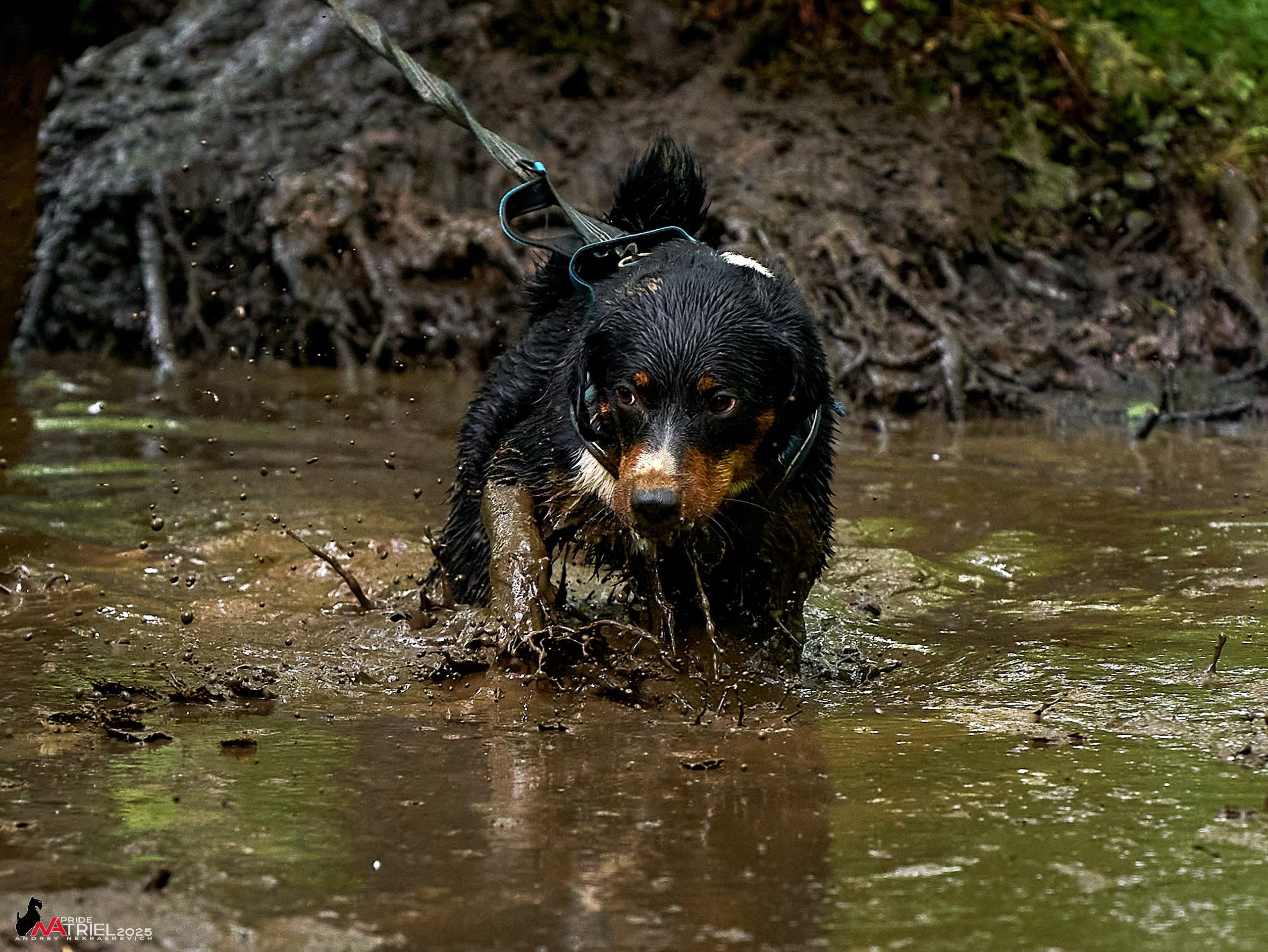 Russian Extreme Dog Trail — 2025
