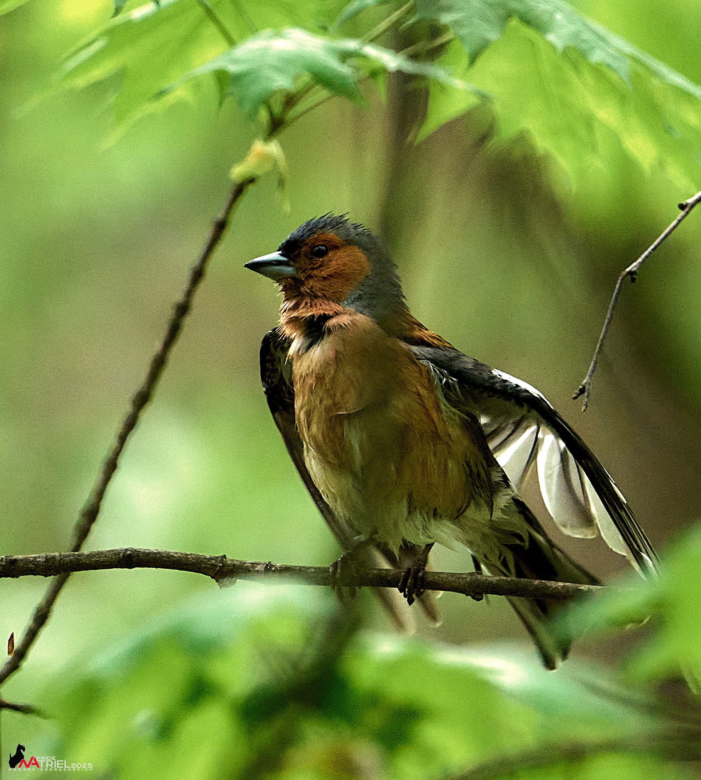 Съемка в майском лесу
