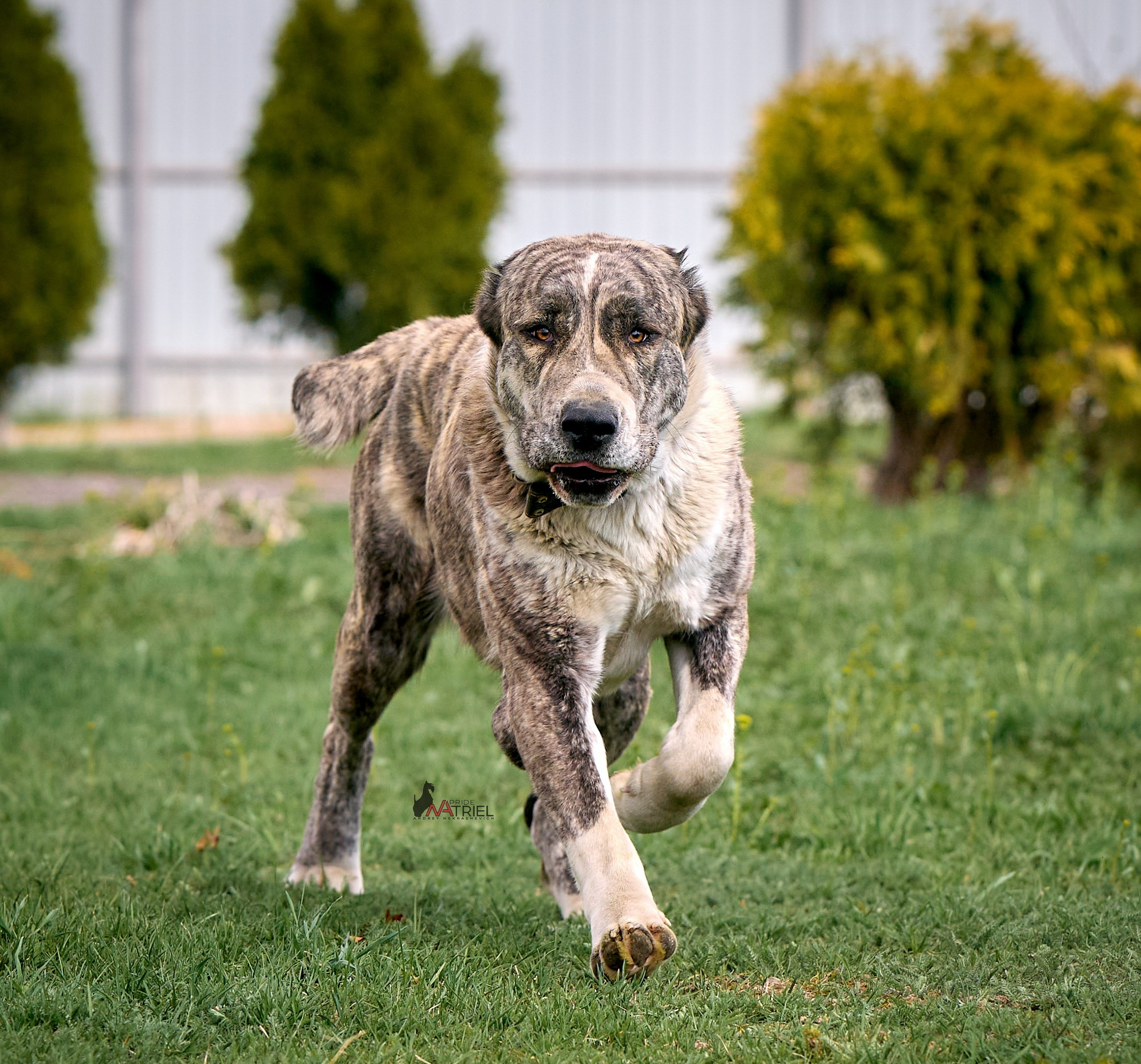 Среднеазиаты — щенки и взрослые