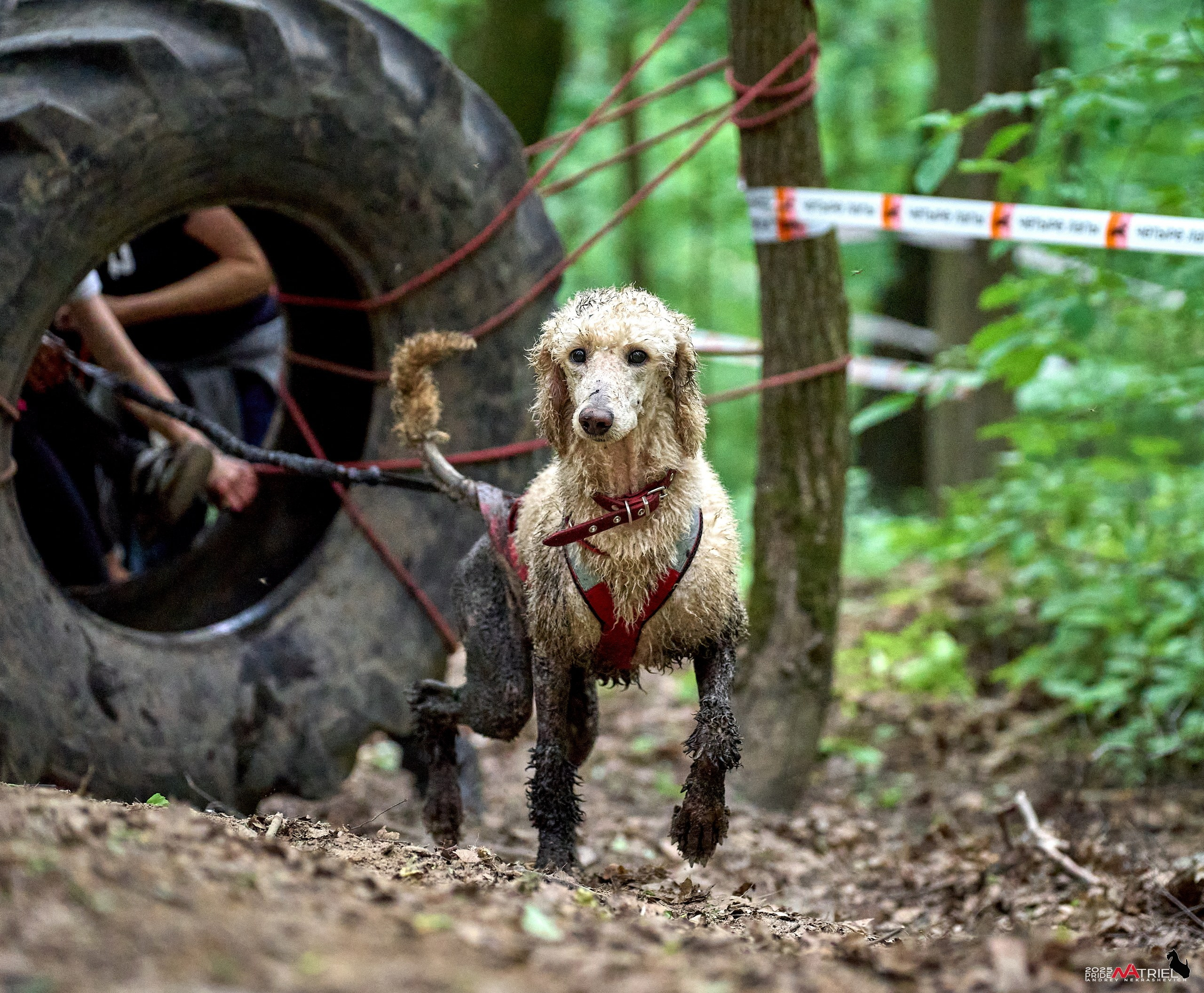 Russian Extreme Dog Trail — 2025