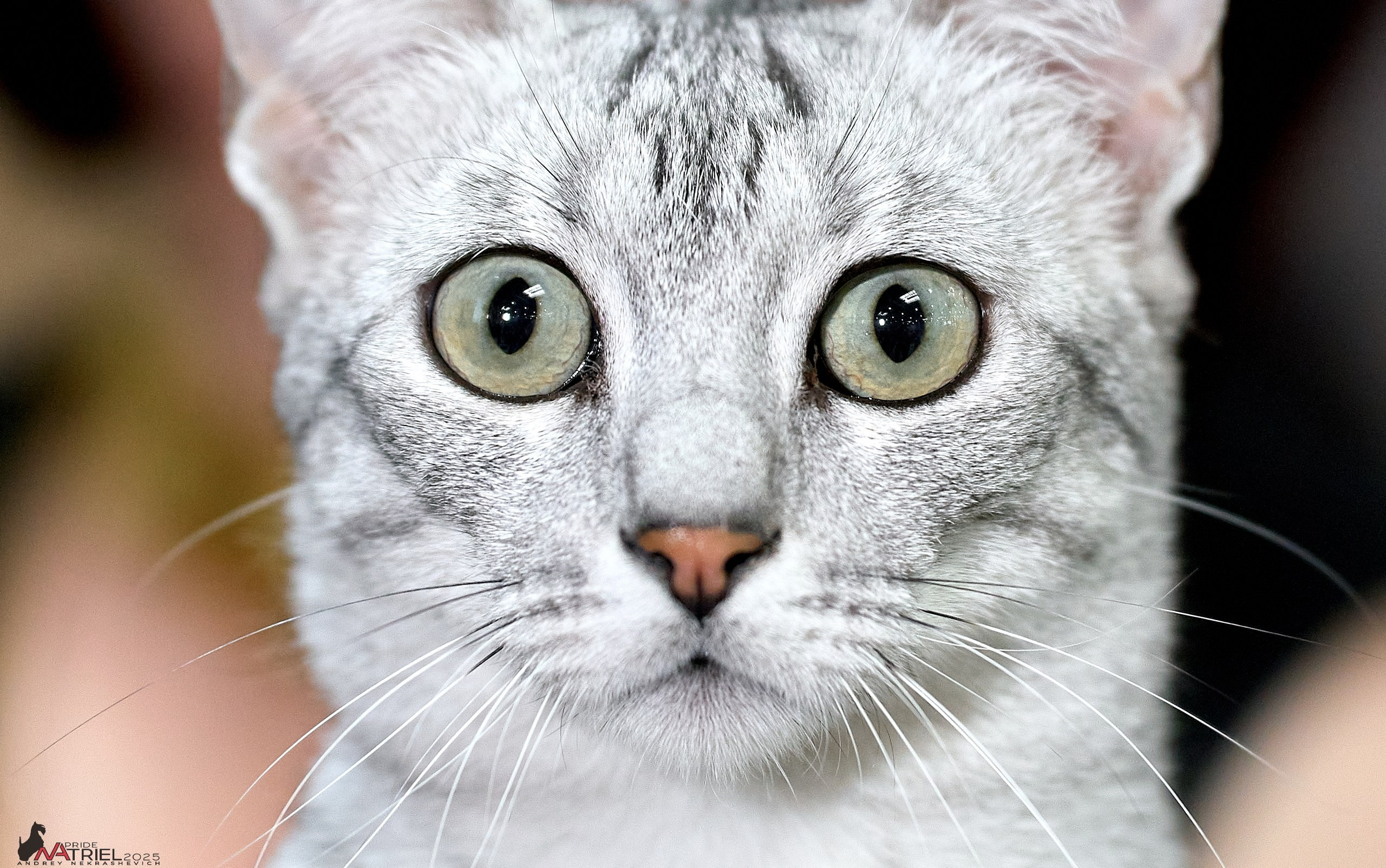 Репортаж с ЗООФЕСТ в Крокусе