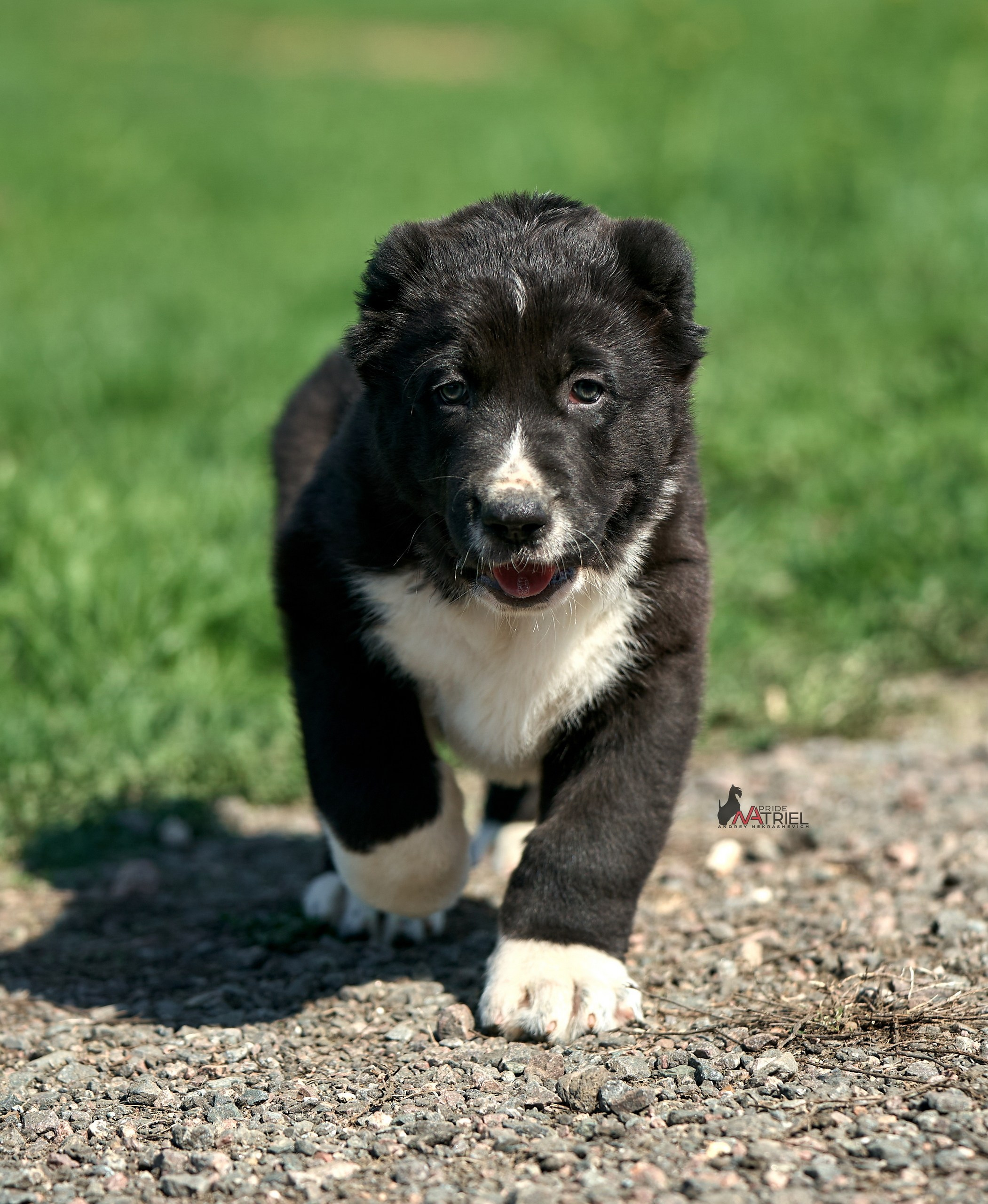 Среднеазиаты — щенки и взрослые