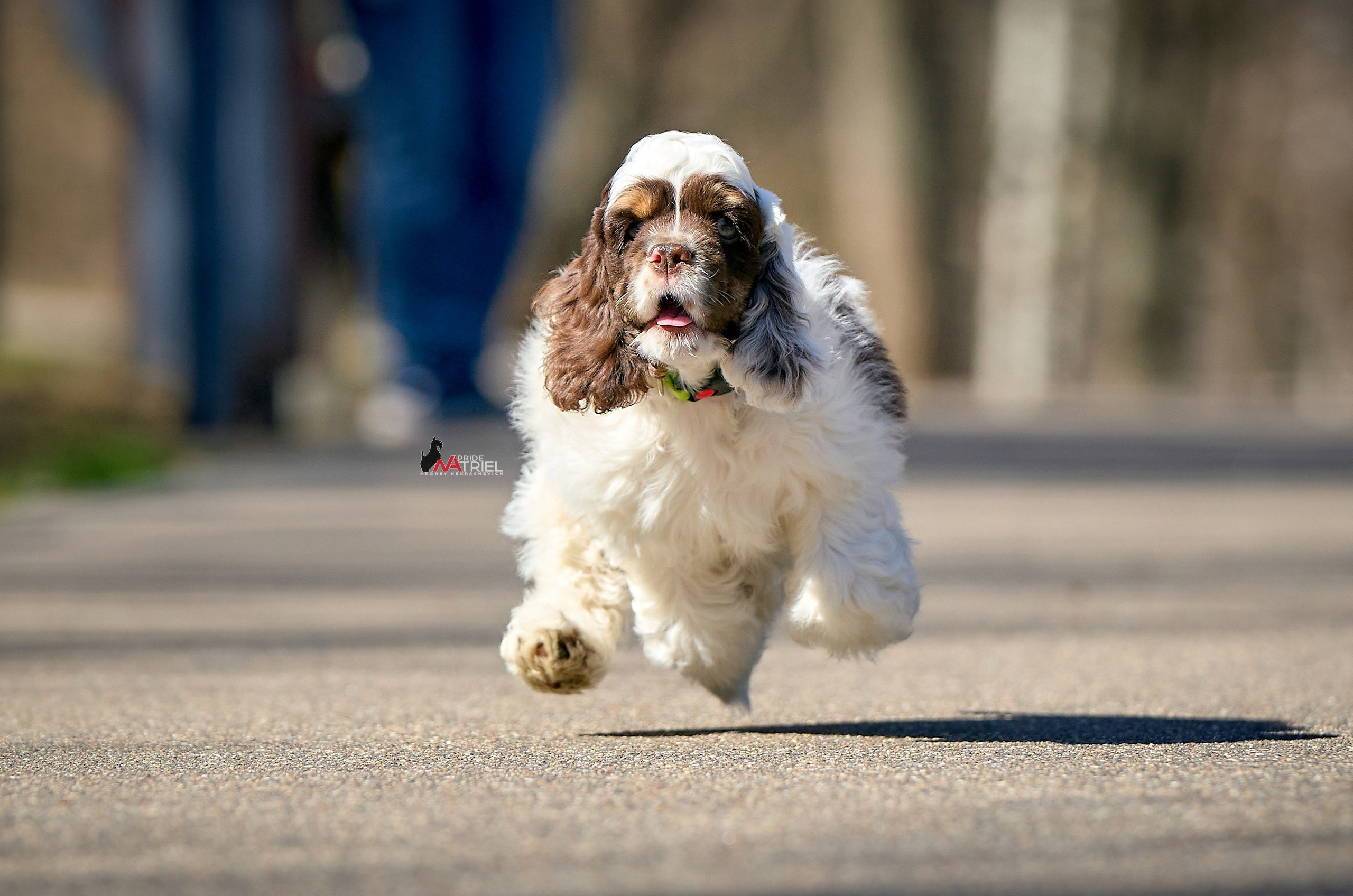 Прогулка со щенком