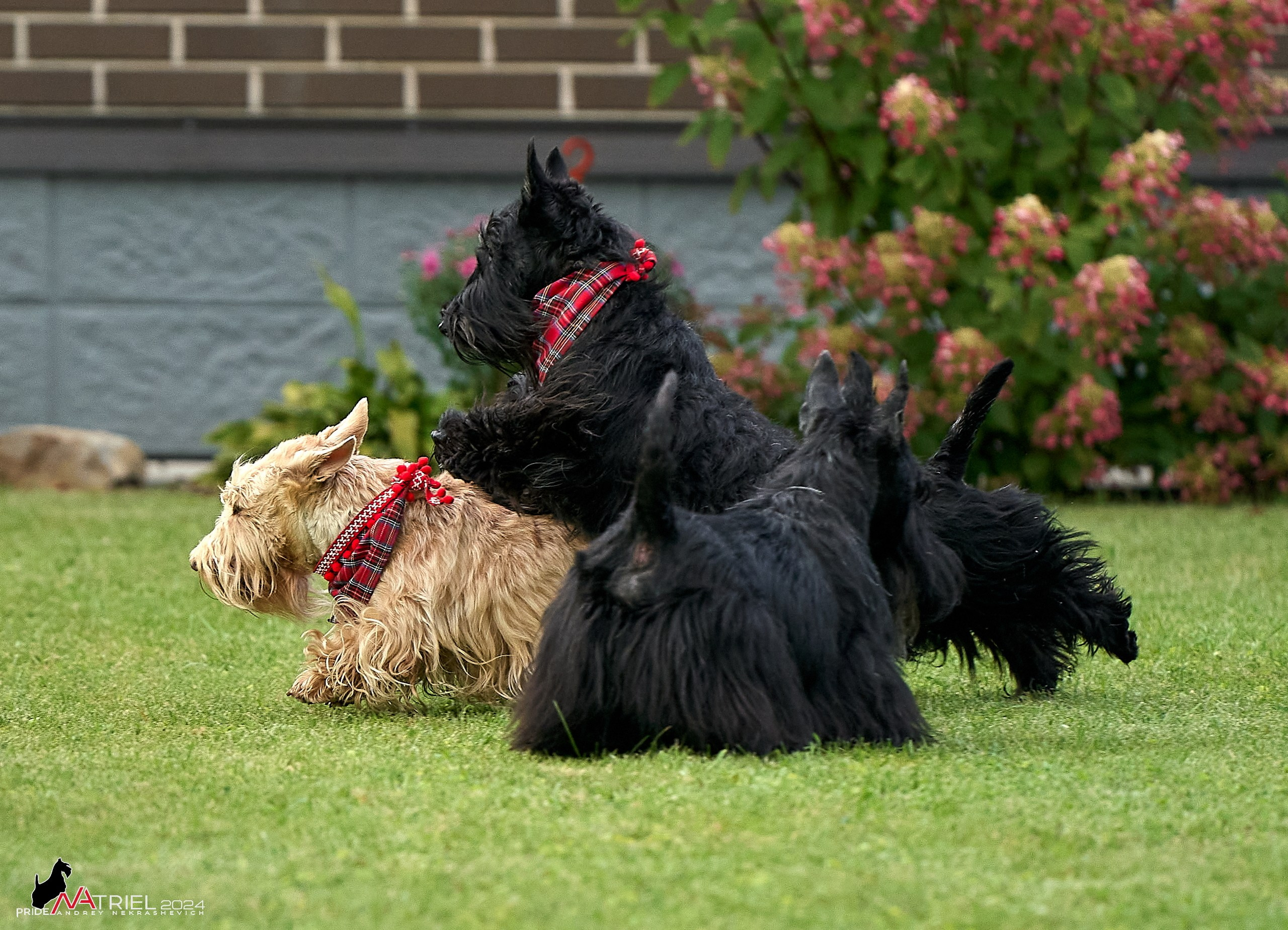 Скотчесемья «ИмпериалИти»