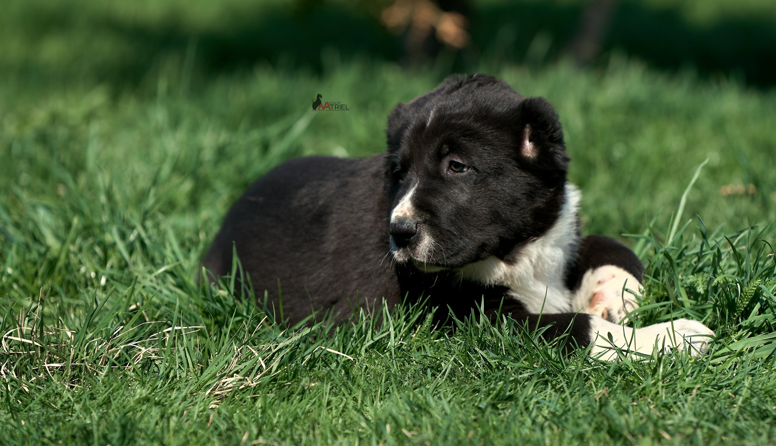 Среднеазиаты — щенки и взрослые