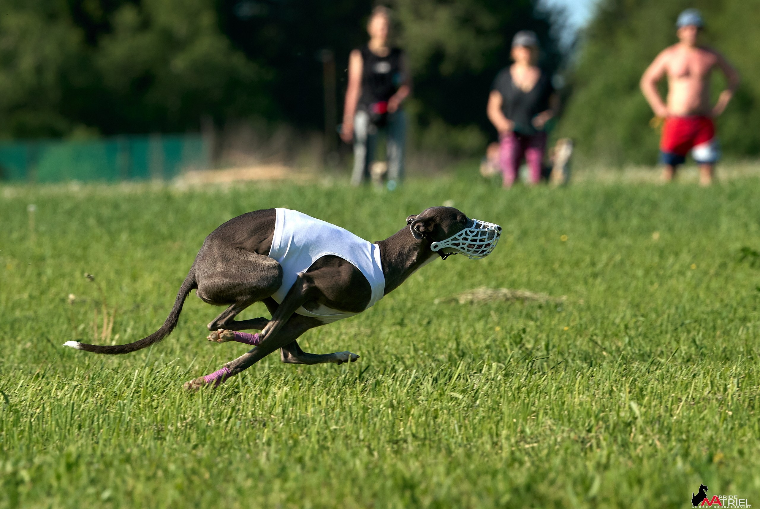 Съемка курсинг — галерея NATRIEL
