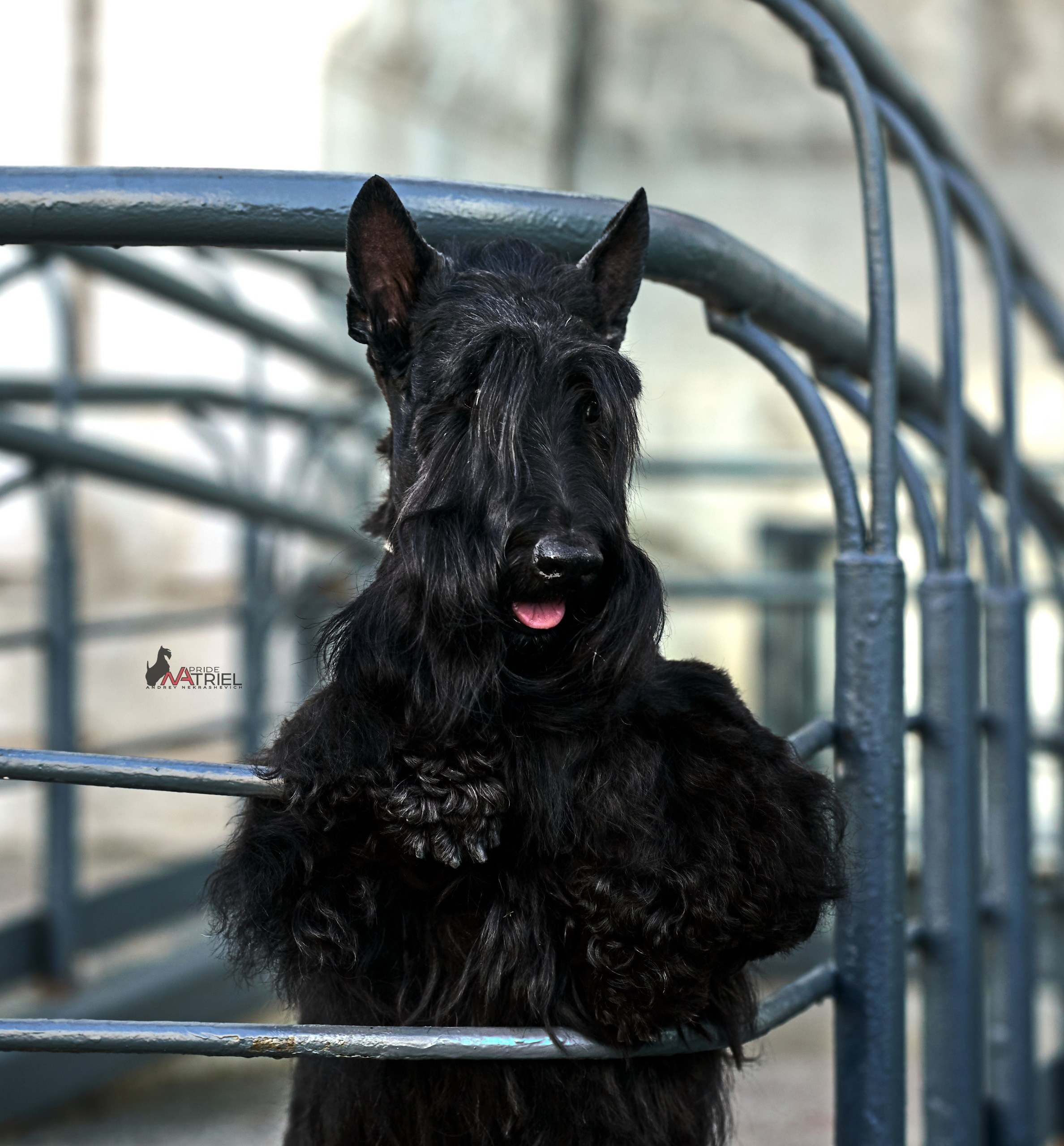 Портреты собак — галерея NATRIEL