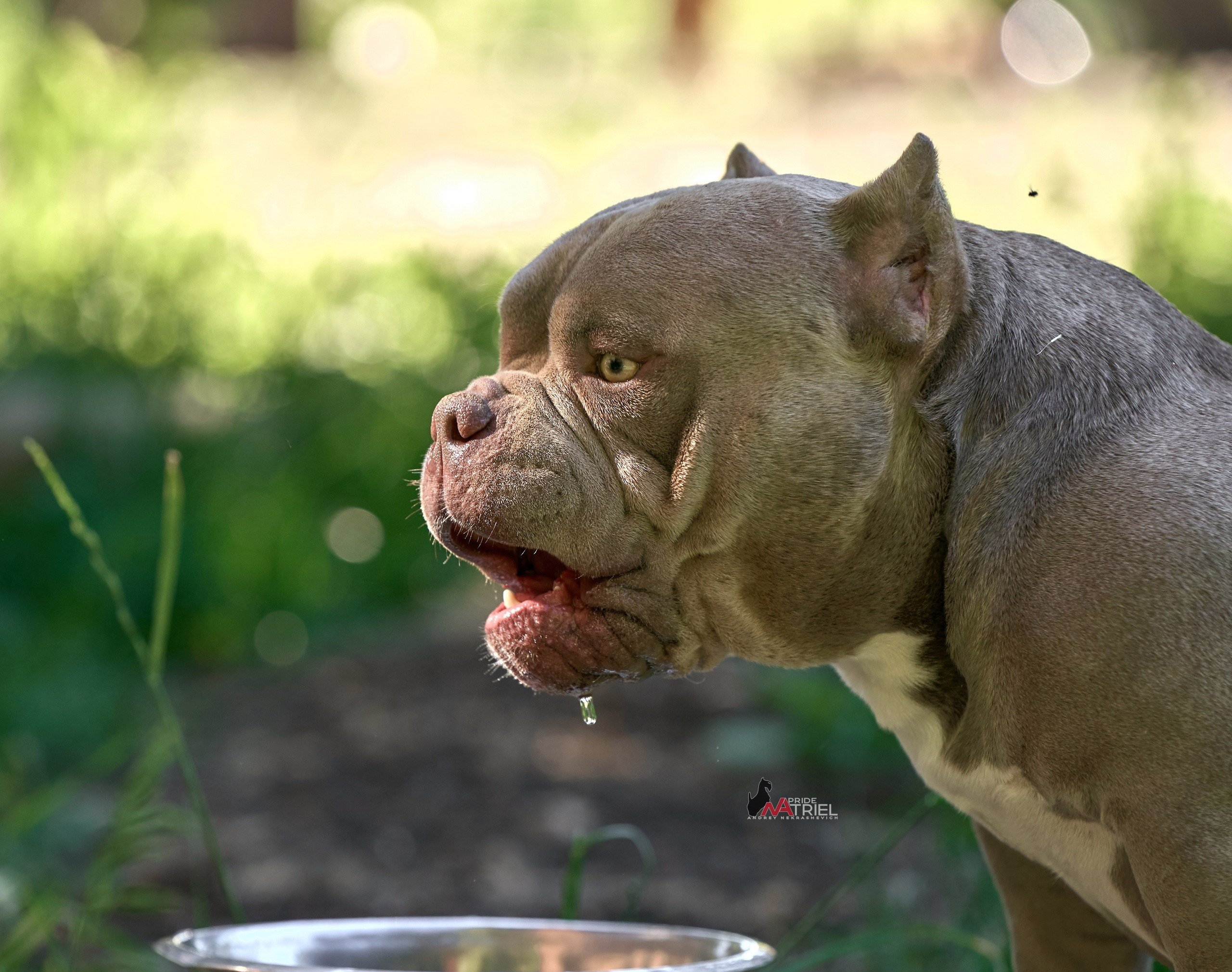 Портреты собак — галерея NATRIEL